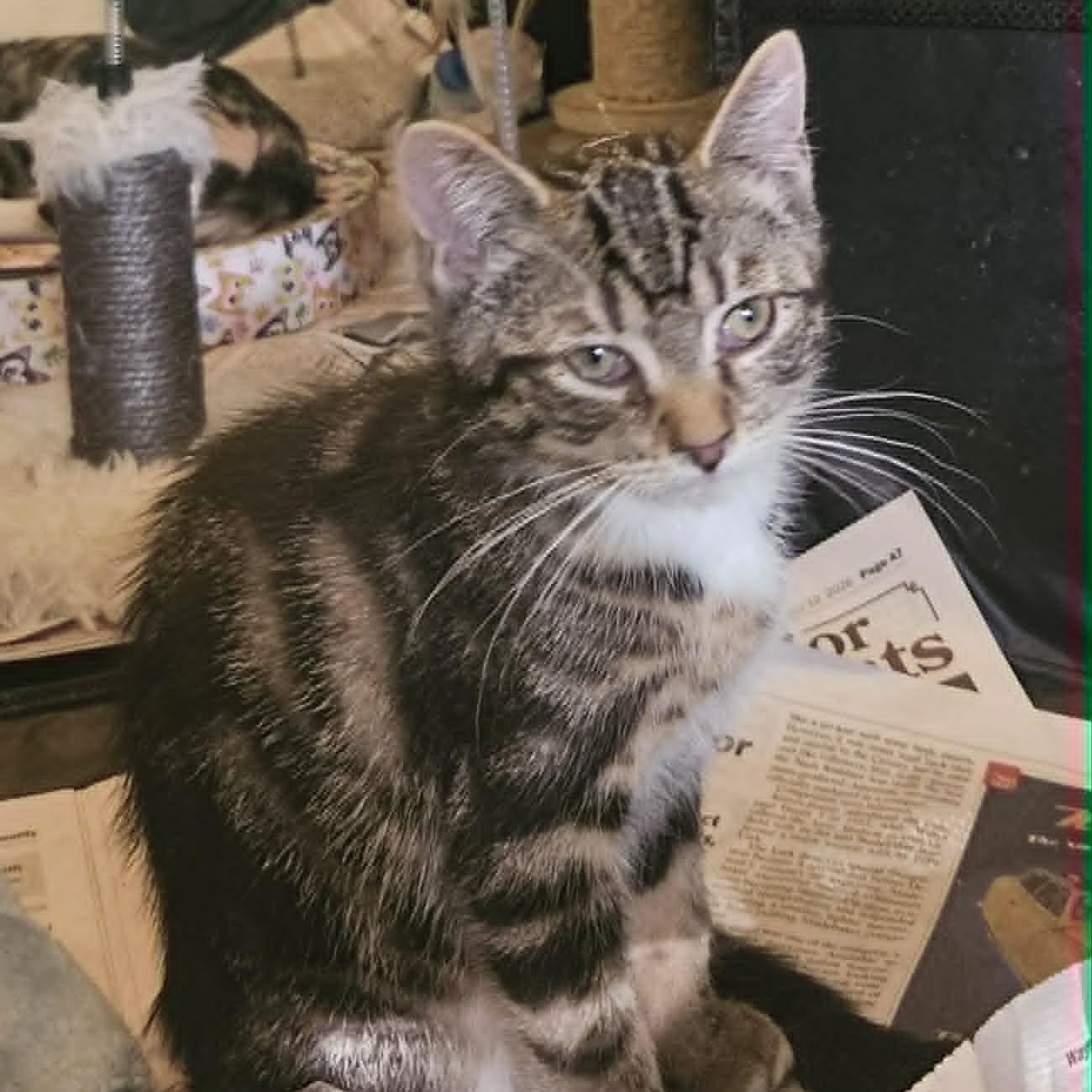 Enlarge Gemma, a Adoptable Domestic Short Hair in Rochester, NY image 5/5