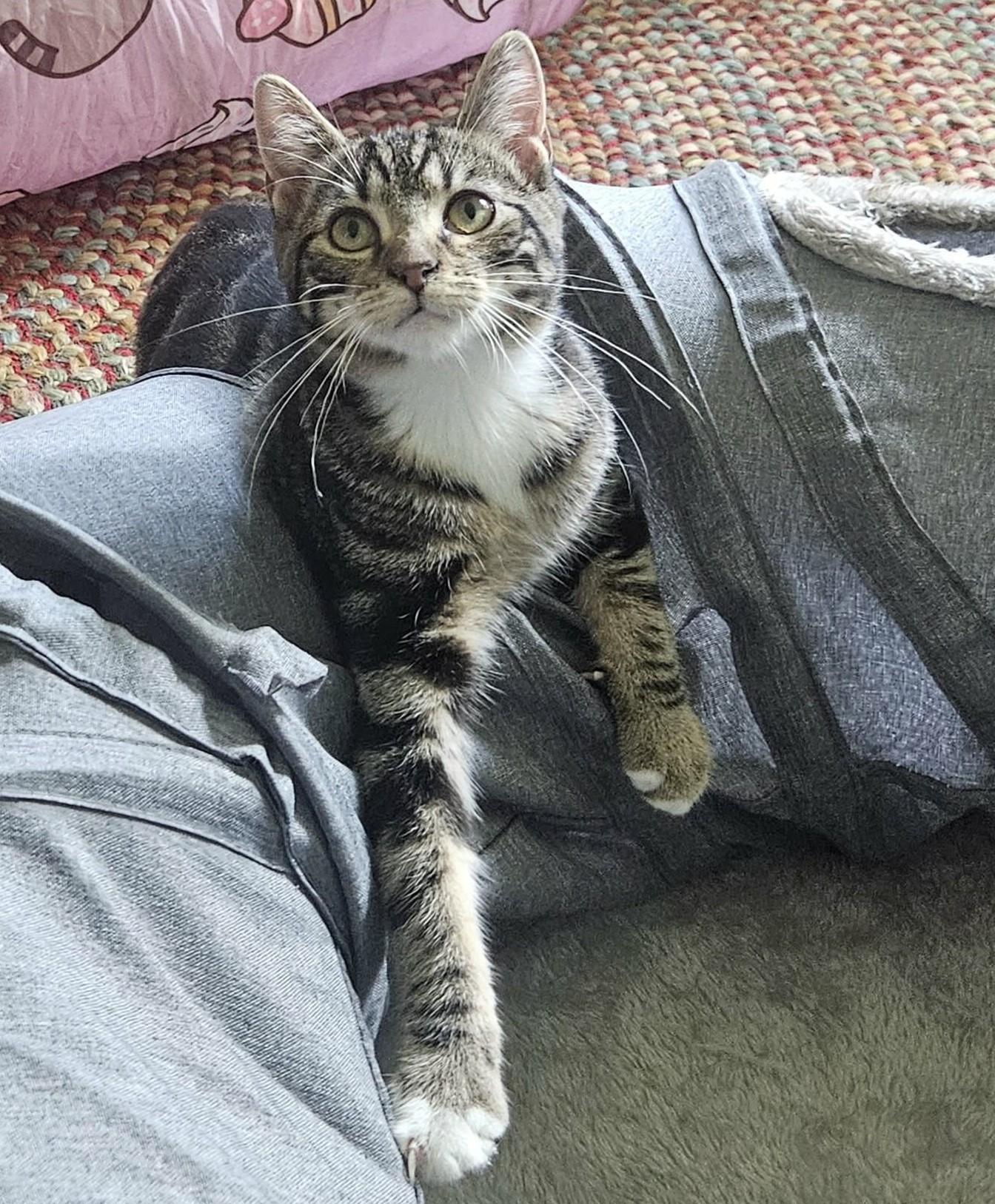 Enlarge Gemma, a Adoptable Domestic Short Hair in Rochester, NY image 2/5