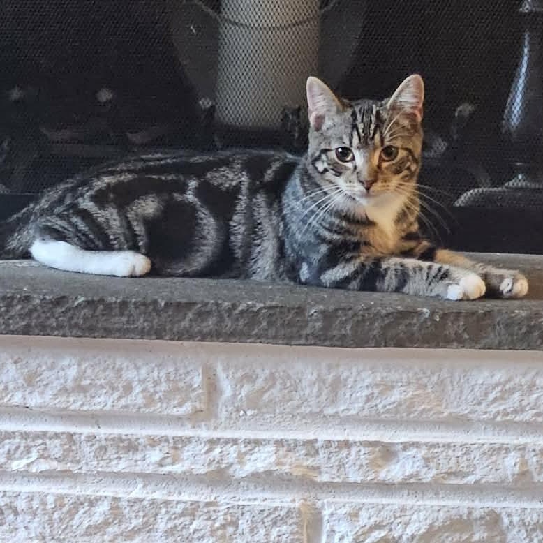 Enlarge Gemma, a Adoptable Domestic Short Hair in Rochester, NY image 3/5
