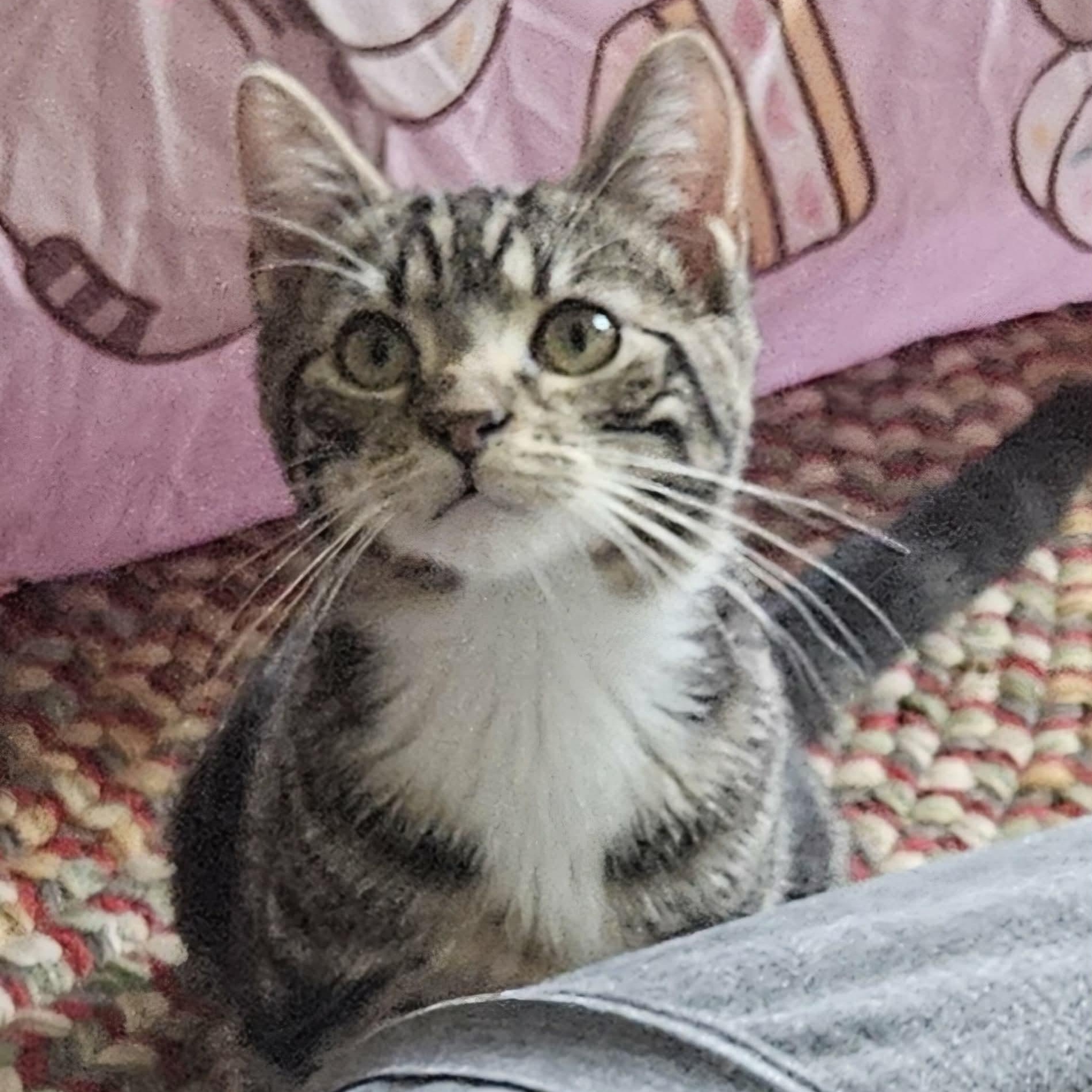 Gemma, Adoptable, Kitten Female Domestic Short Hair.