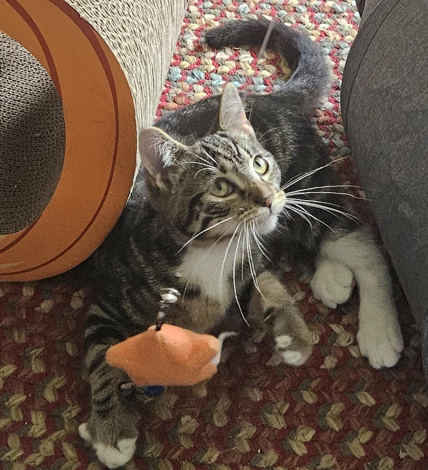 Enlarge Gemma, a Adoptable Domestic Short Hair in Rochester, NY image 4/5