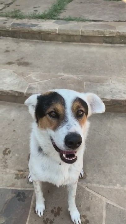 Enlarge CALVIN, a Adopted mixed breed in Brewster, NY video 4/4