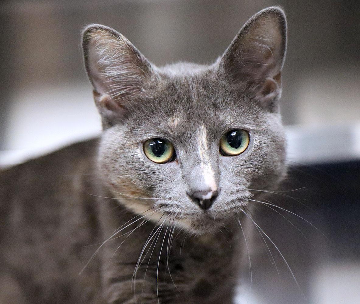 Holly (AO35318), Adoptable, Young Female Domestic Short Hair.