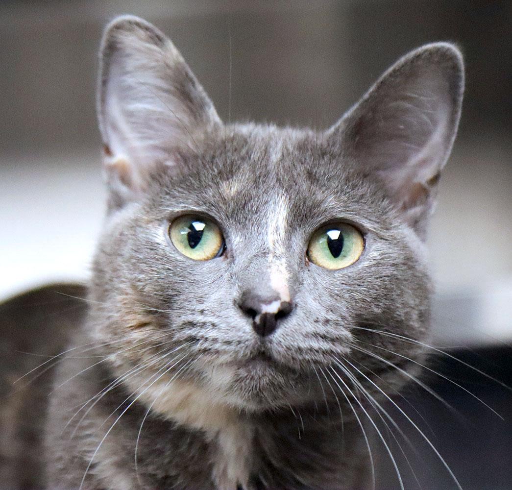 Enlarge Holly (AO35318), a Adoptable Domestic Short Hair in Kansas City, KS image 2/2
