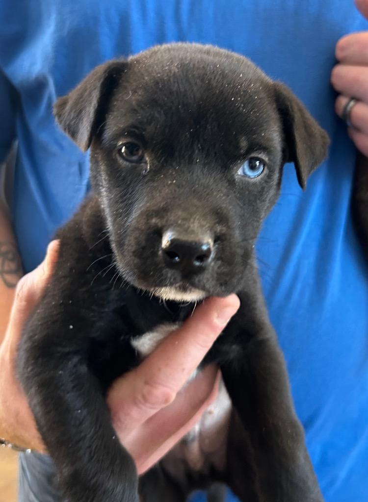 Enlarge Vandyke, a Adoptable mixed breed in Cottonwood, AZ image 1/2