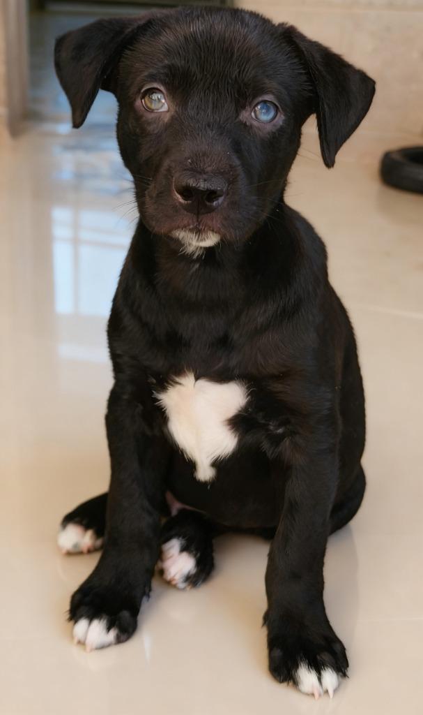 Enlarge Vandyke, a Adoptable mixed breed in Cottonwood, AZ image 2/2