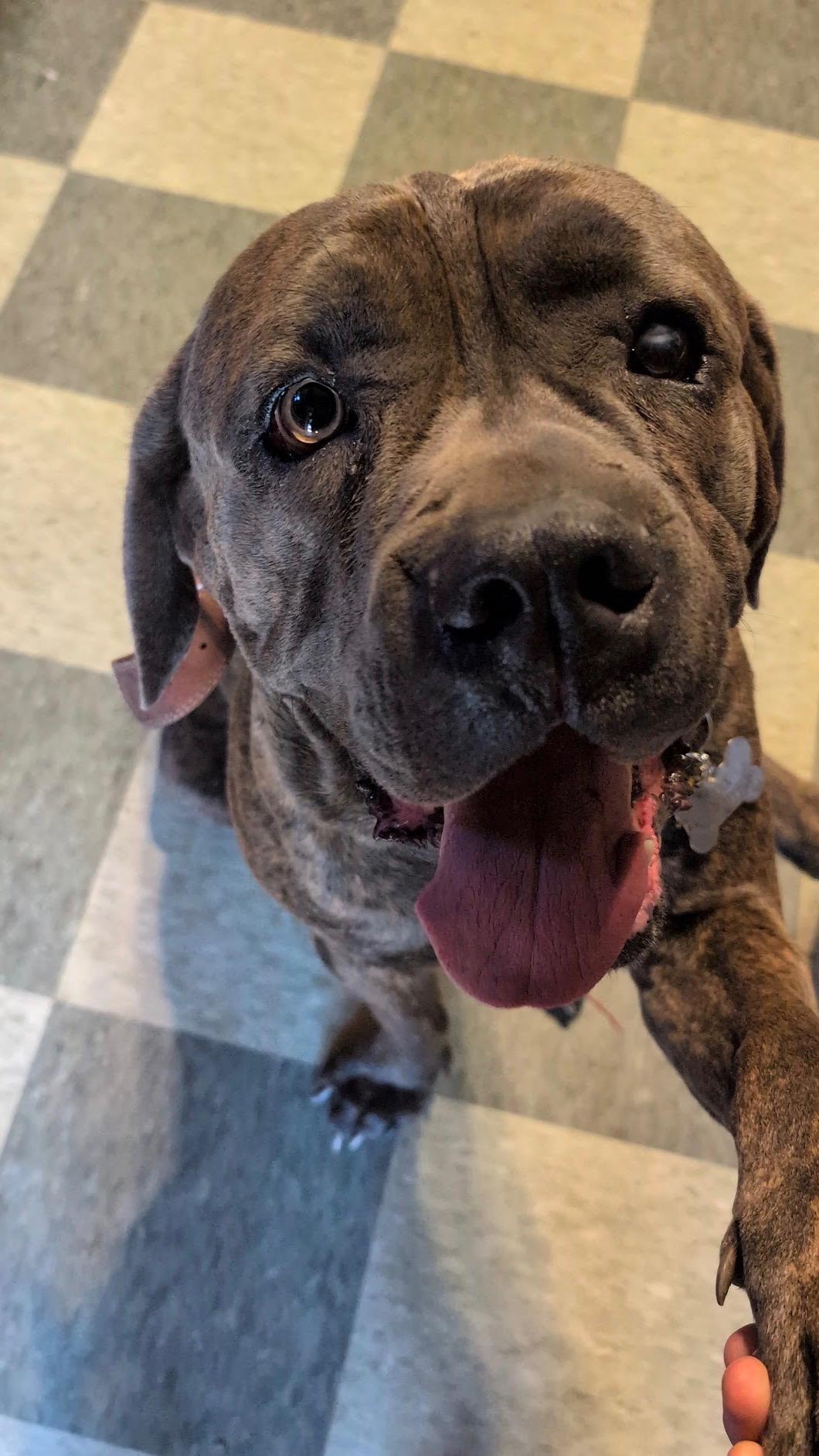 Hank, a ADOPTABLE mixed breed in los angeles, CA image 2/6
