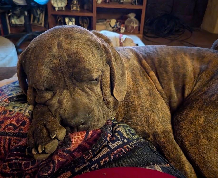 Hank, a ADOPTABLE mixed breed in los angeles, CA image 3/6