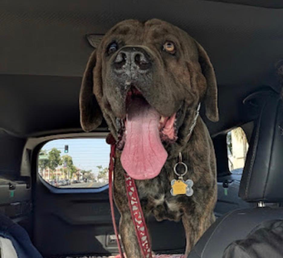 Hank, a ADOPTABLE mixed breed in los angeles, CA image 6/6