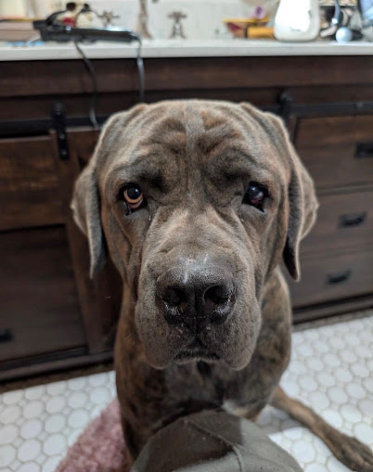 Hank, ADOPTABLE, Young Male Mastiff & Cane Corso.