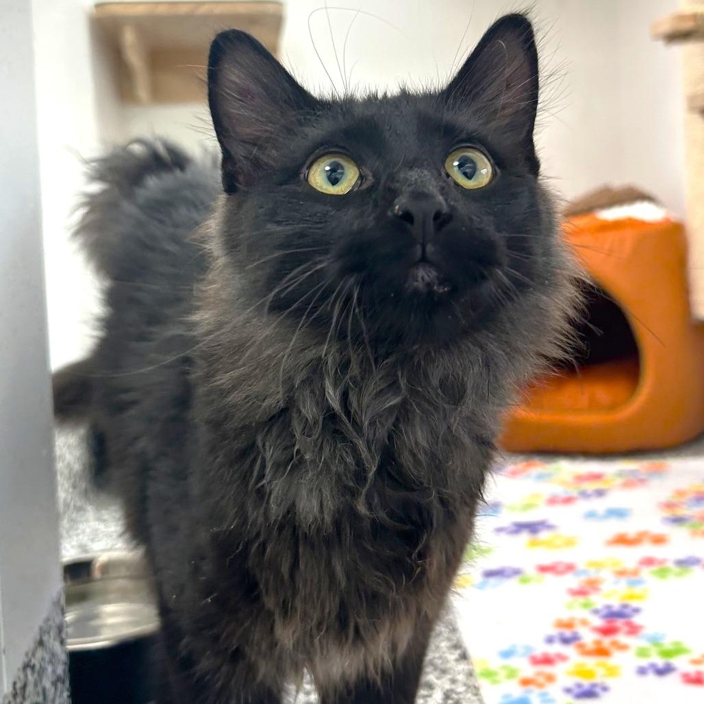 Enlarge Ash, a Adoptable Domestic Medium Hair in St. Louis, MO image 2/2