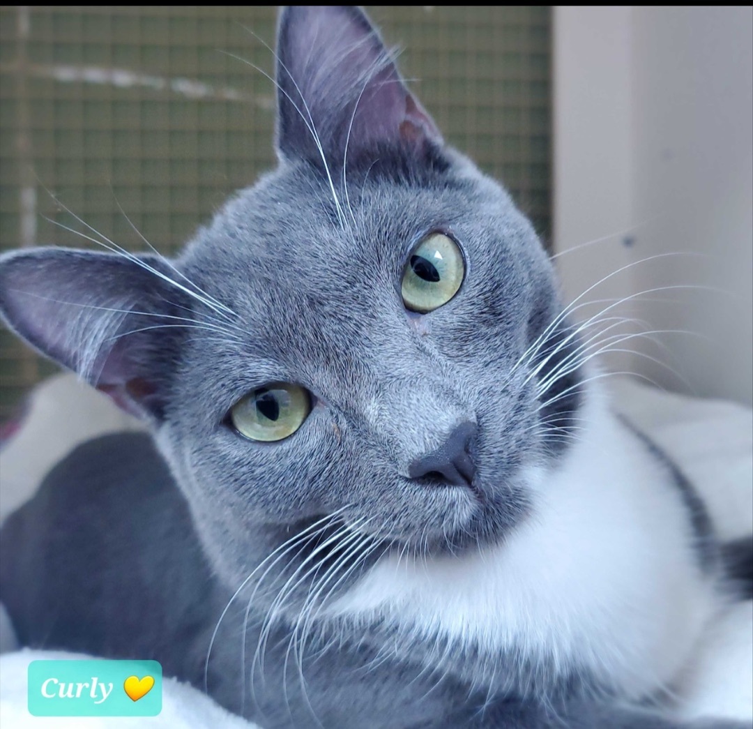 Enlarge Curly, a Adoptable Domestic Short Hair in Northport, NY image 1/1