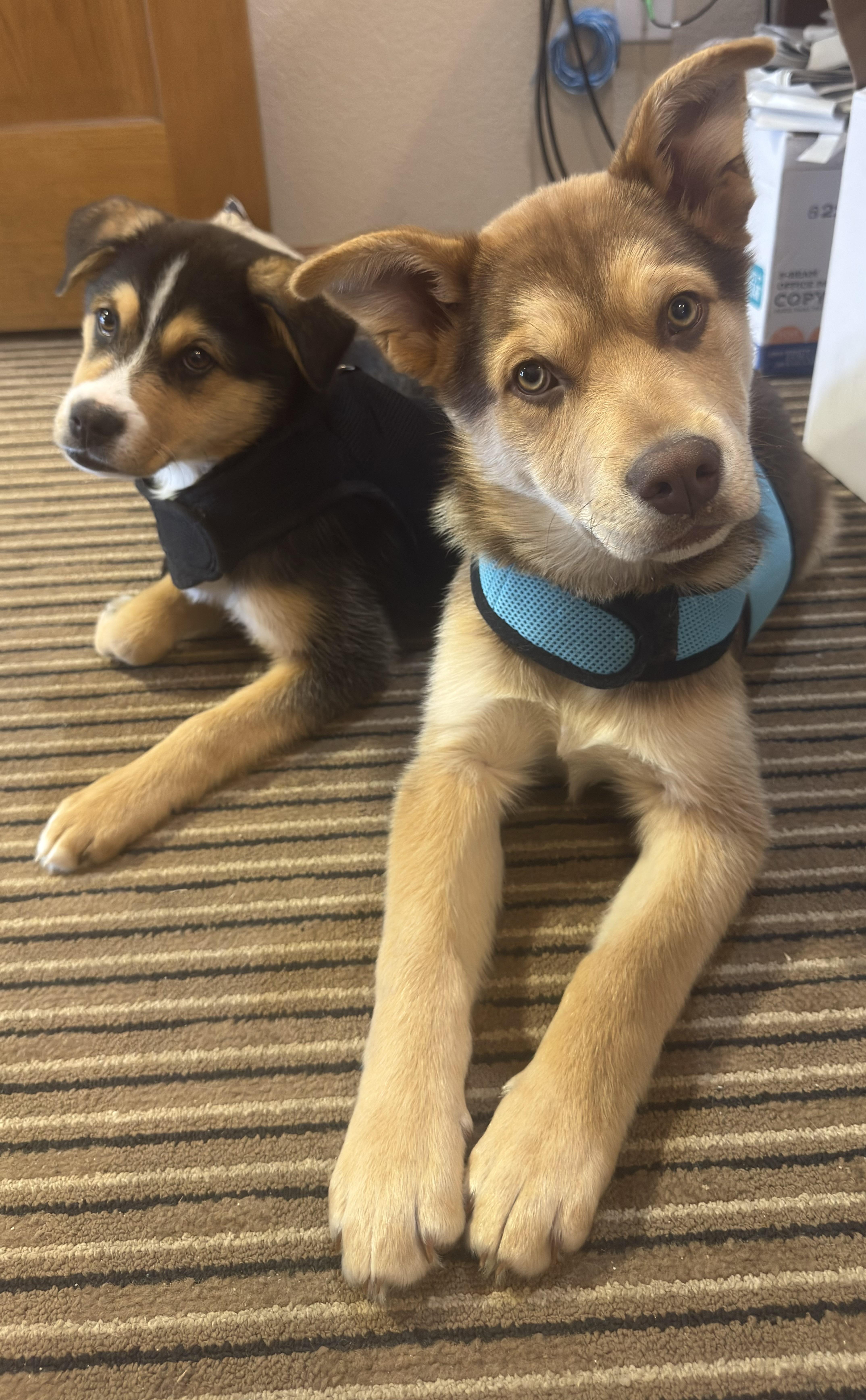 Enlarge Brix, a ADOPTABLE Mixed Breed in Seward, NE image 2/3