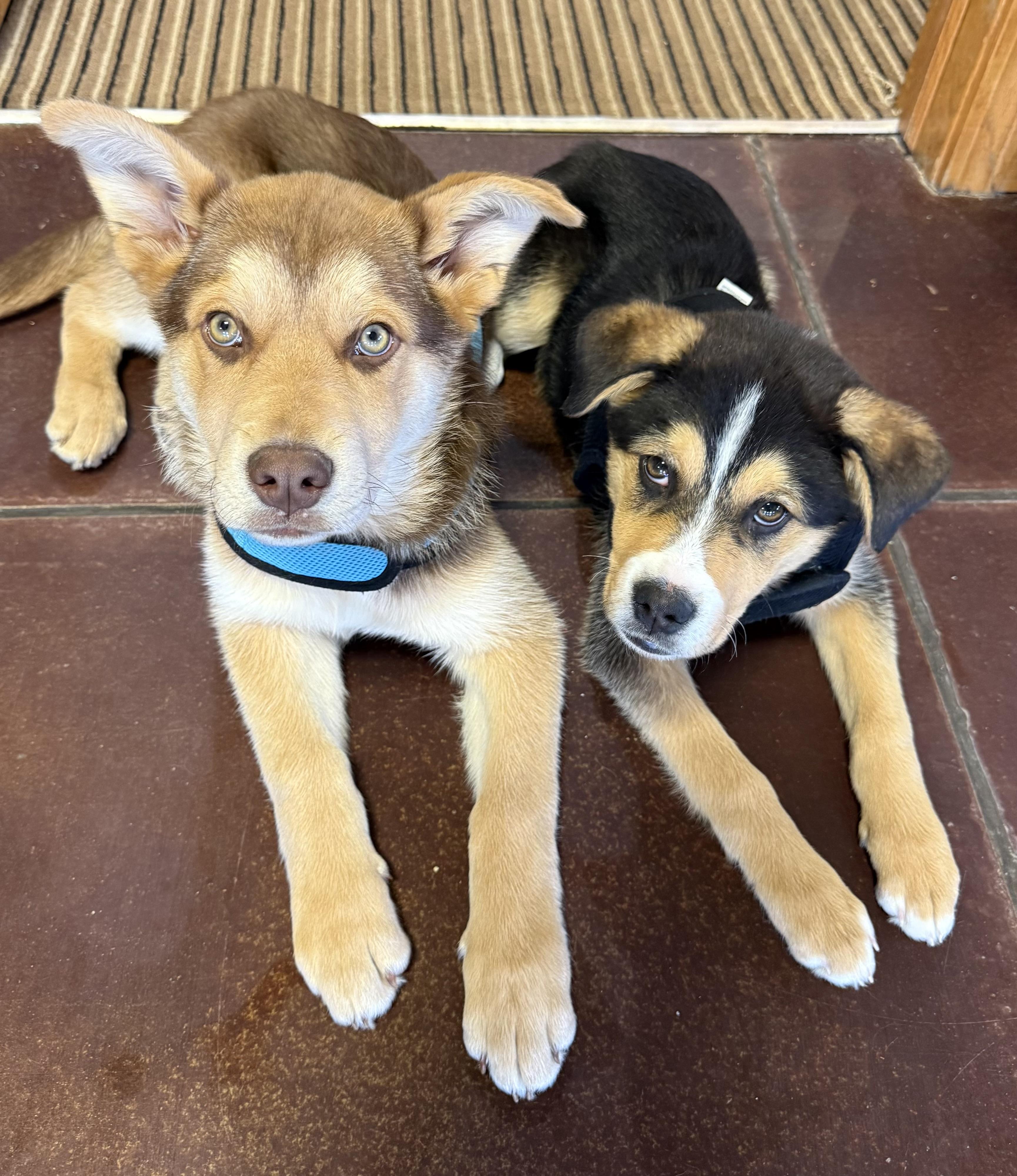 Enlarge Brix, a ADOPTABLE Mixed Breed in Seward, NE image 3/3