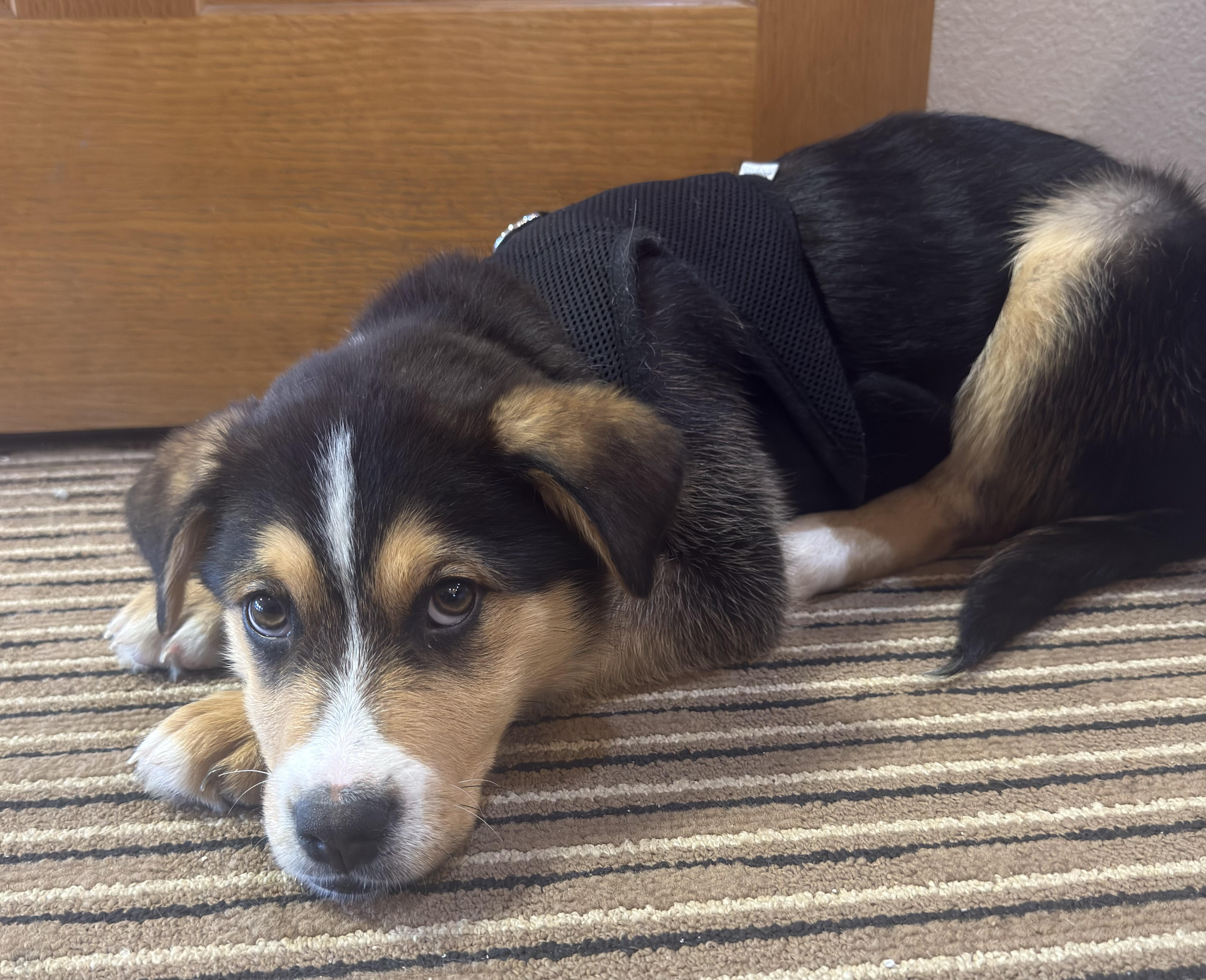 Enlarge Brix, a ADOPTABLE Mixed Breed in Seward, NE image 1/3