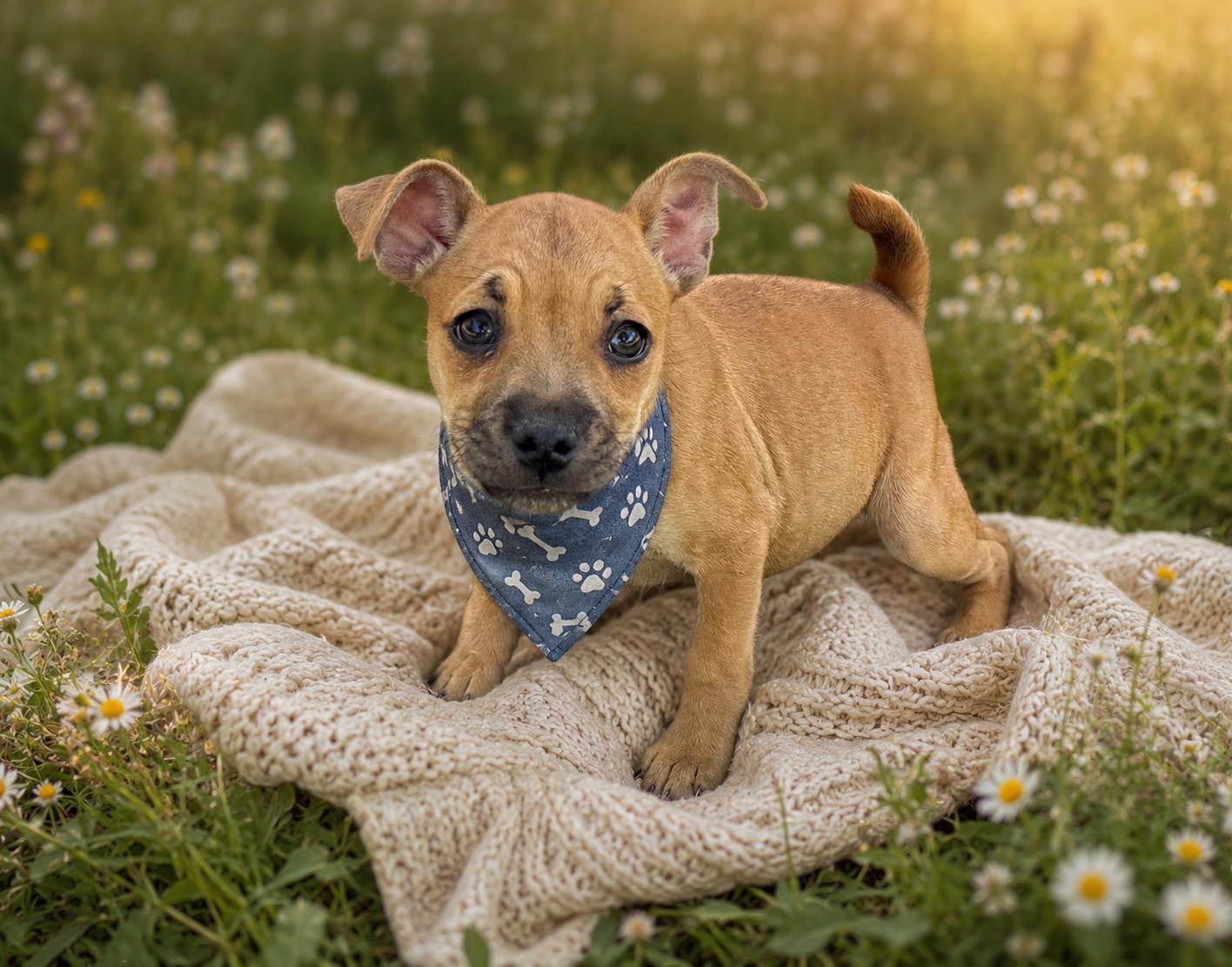 Enlarge Slinky, an adopted mixed breed in Phoenix, AZ image 1/3