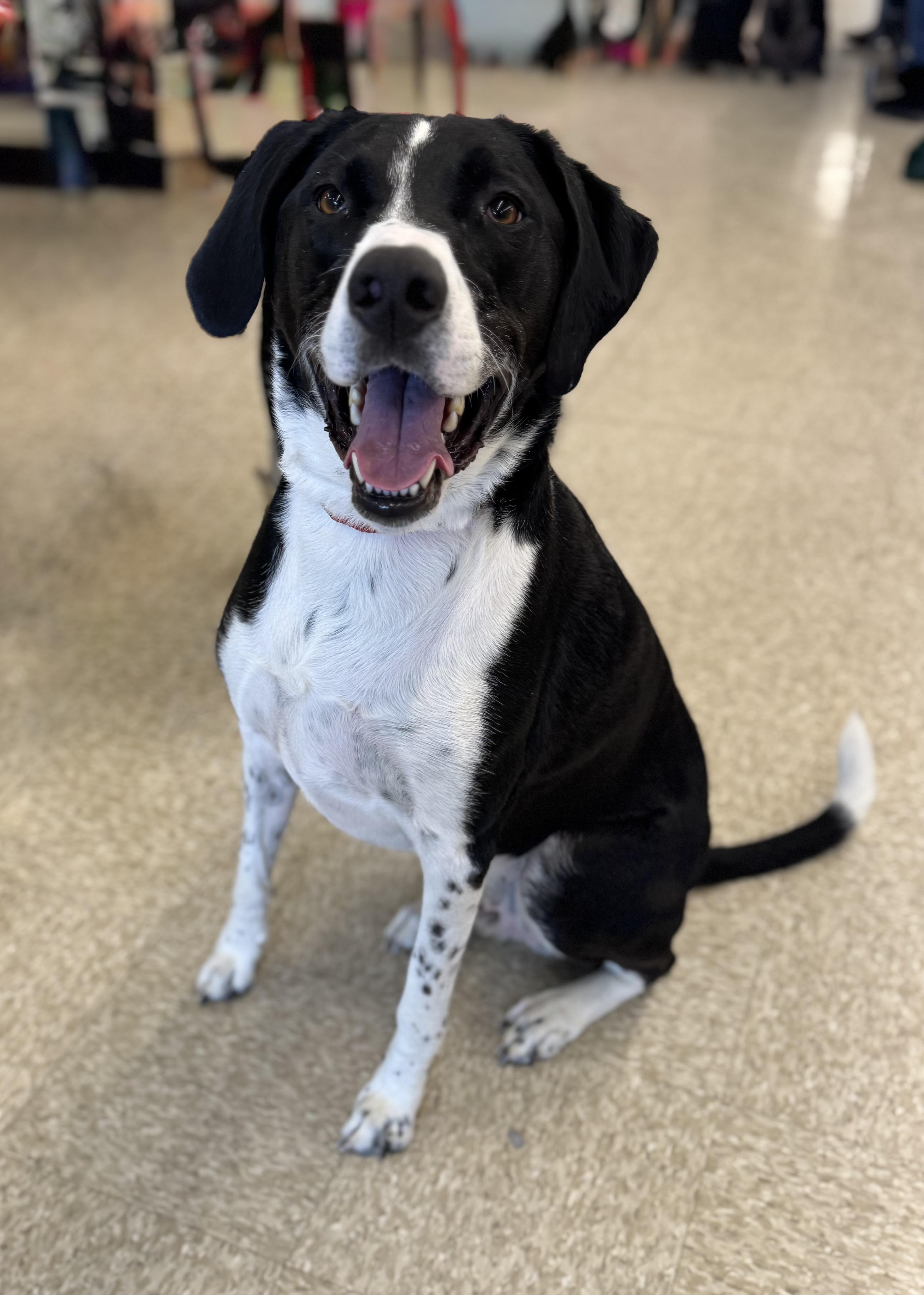 Enlarge Harley , a ADOPTABLE mixed breed in Succasunna, NJ image 3/6