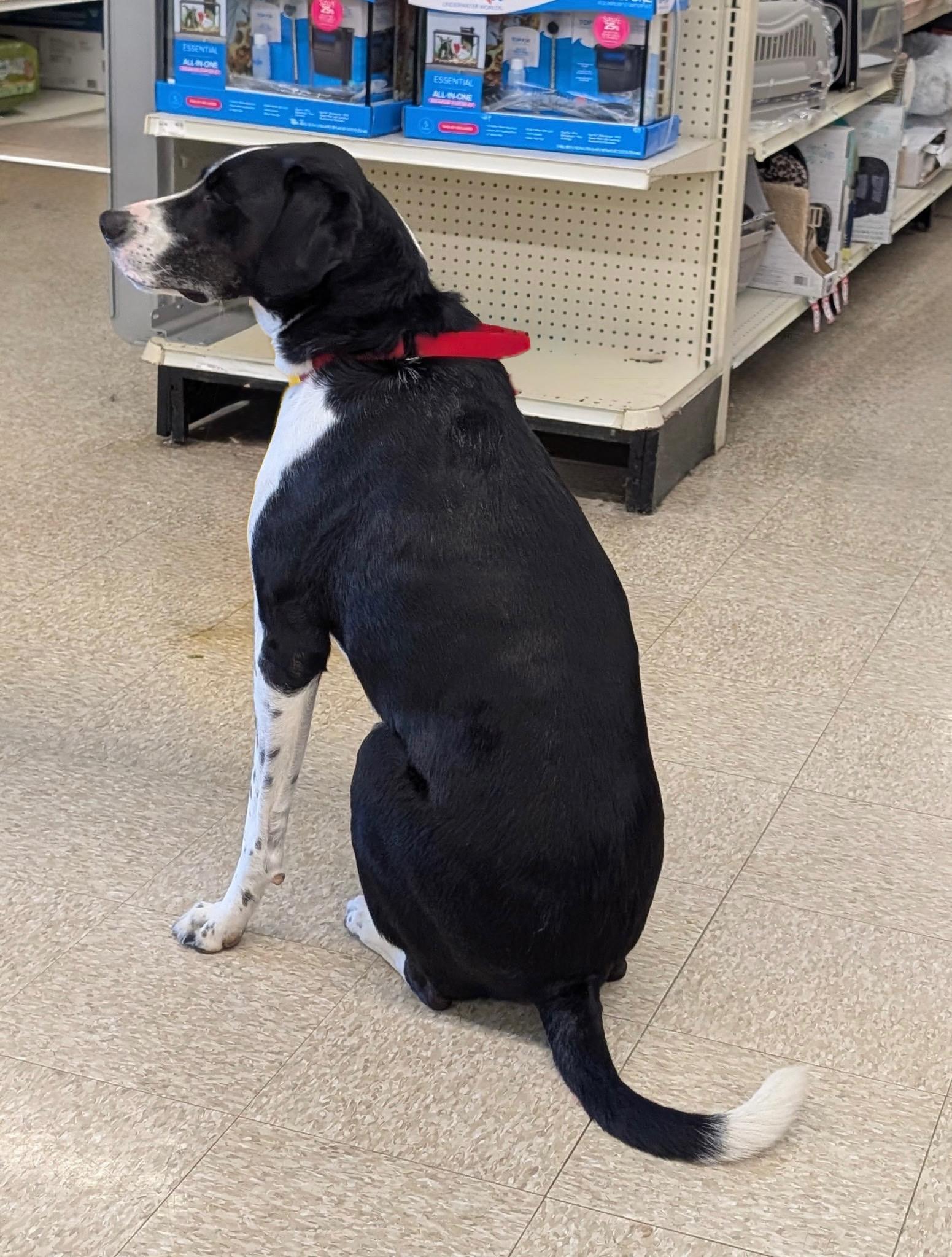 Enlarge Harley , a ADOPTABLE mixed breed in Succasunna, NJ image 4/6