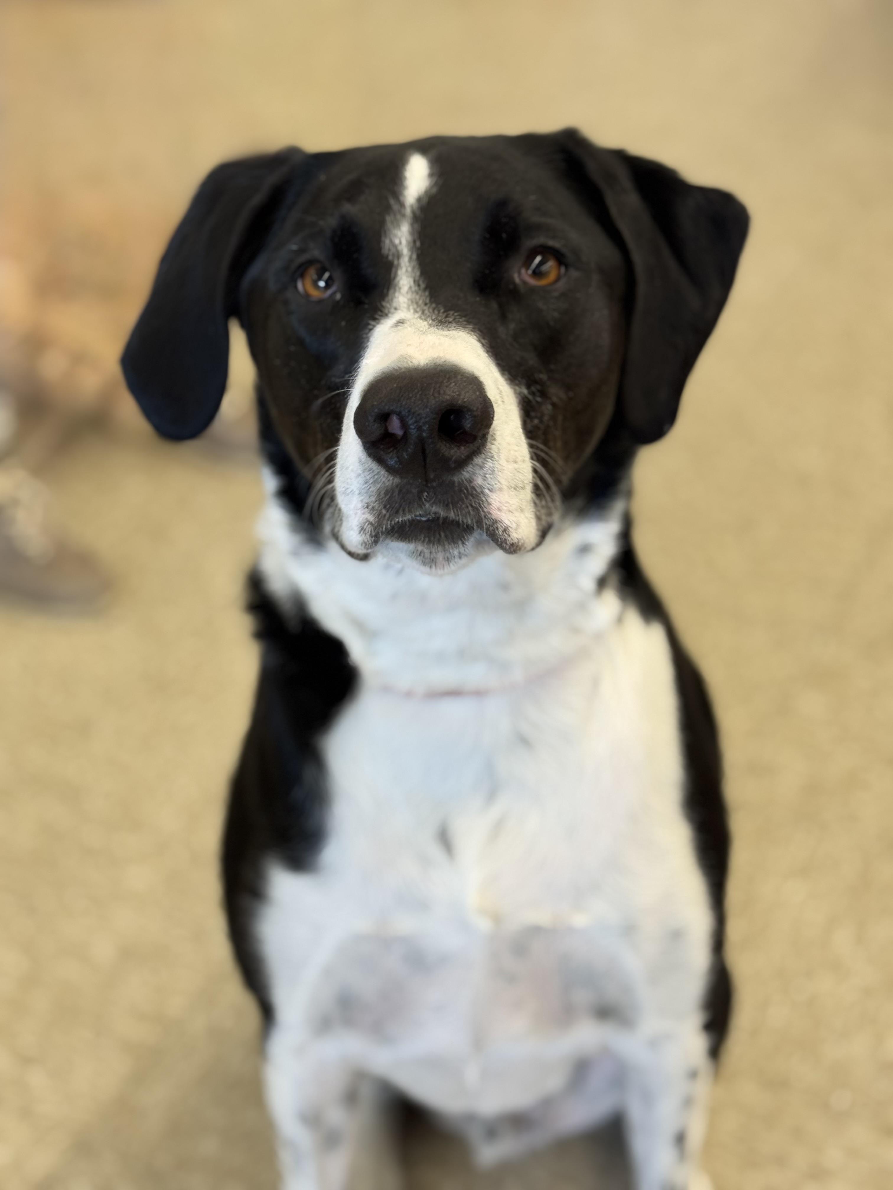 Enlarge Harley , a ADOPTABLE mixed breed in Succasunna, NJ image 2/6