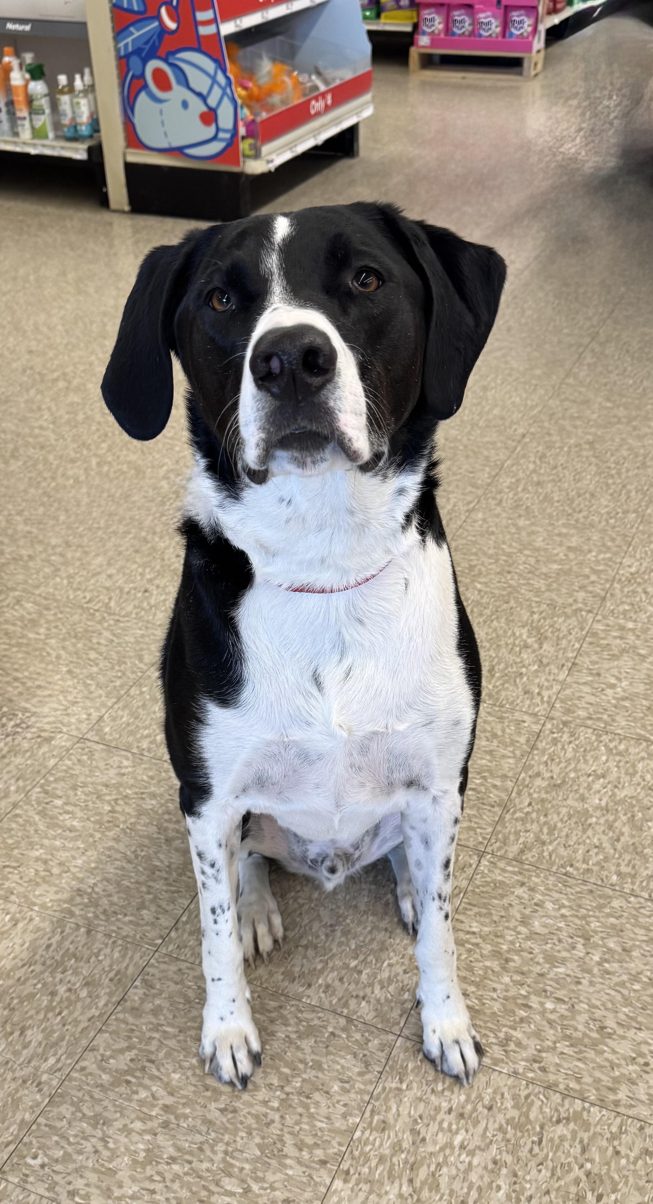 Enlarge Harley , a ADOPTABLE mixed breed in Succasunna, NJ image 1/6