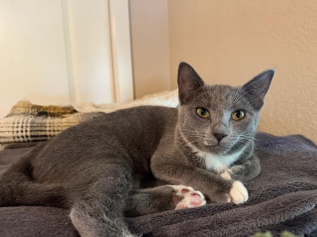 Sasha - 20% off - Tuxedo Litter, a Adoptable mixed breed in Gladstone, OR image 1/3