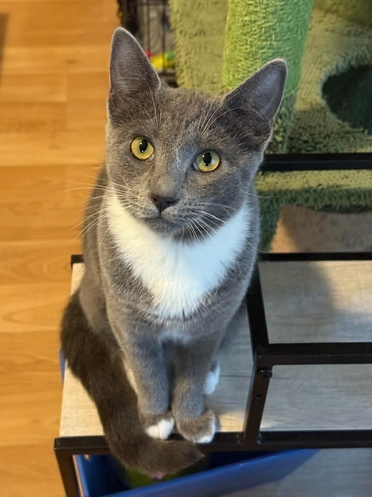 Sasha - 20% off - Tuxedo Litter, a Adoptable mixed breed in Gladstone, OR image 2/3