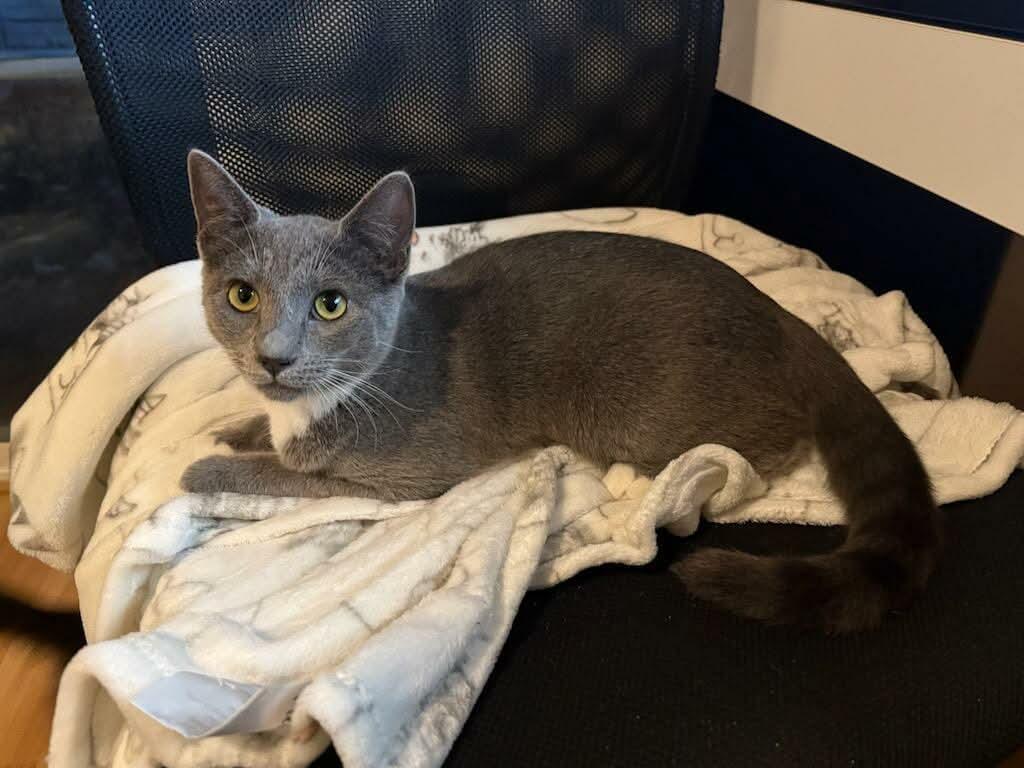 Sasha - 20% off - Tuxedo Litter, a Adoptable mixed breed in Gladstone, OR image 3/3