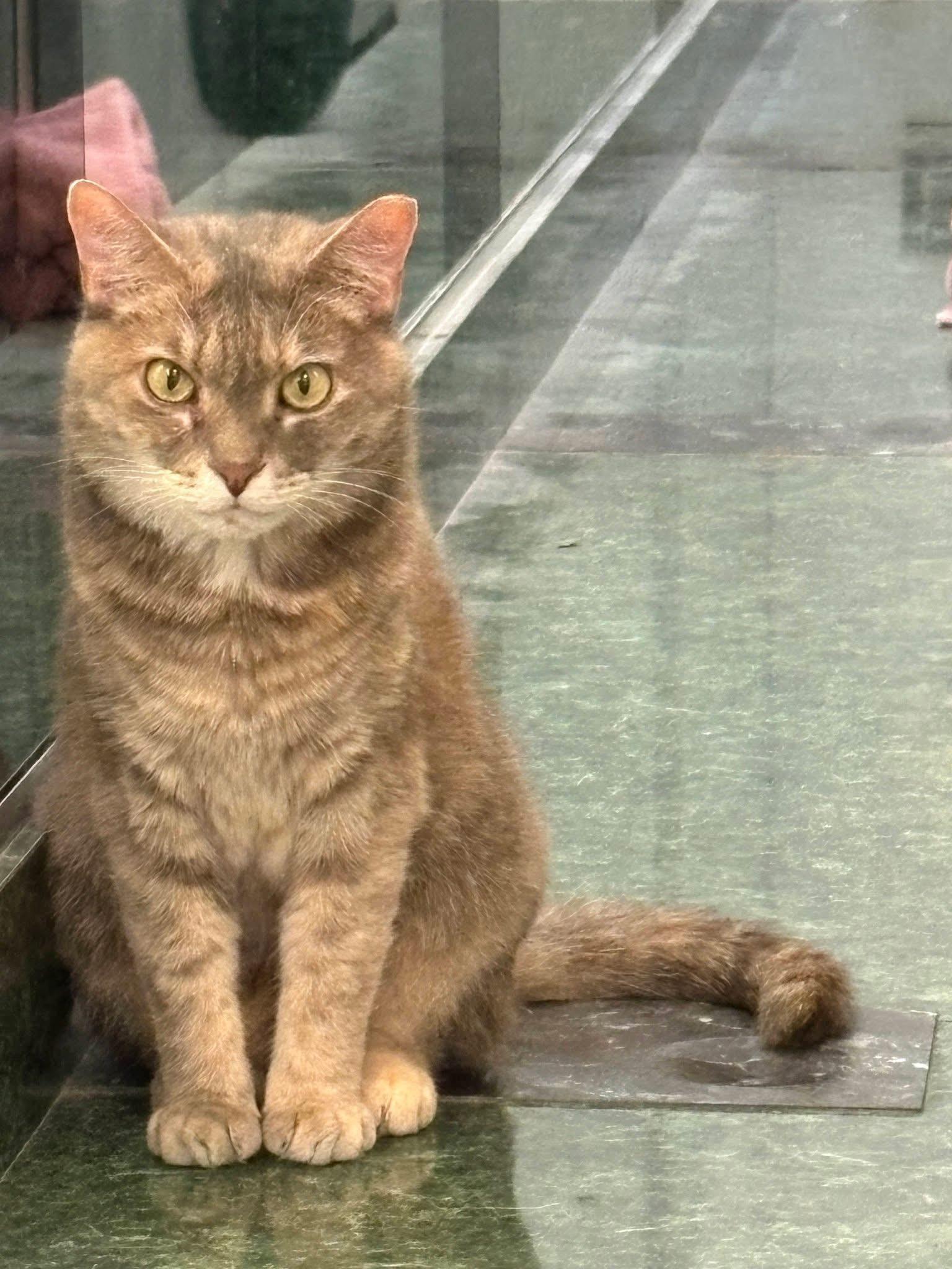 Natalie, ADOPTABLE, Adult Female Domestic Short Hair.