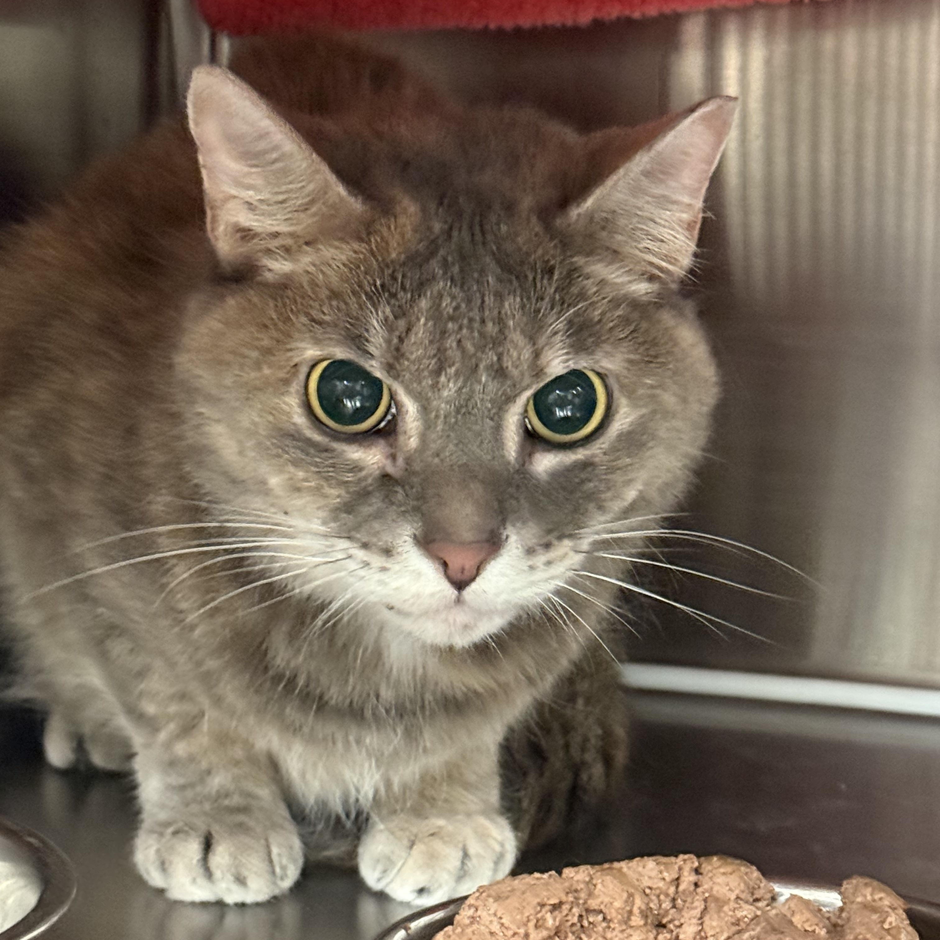 Enlarge Natalie, a ADOPTABLE Domestic Short Hair in Plymouth, MA image 1/2