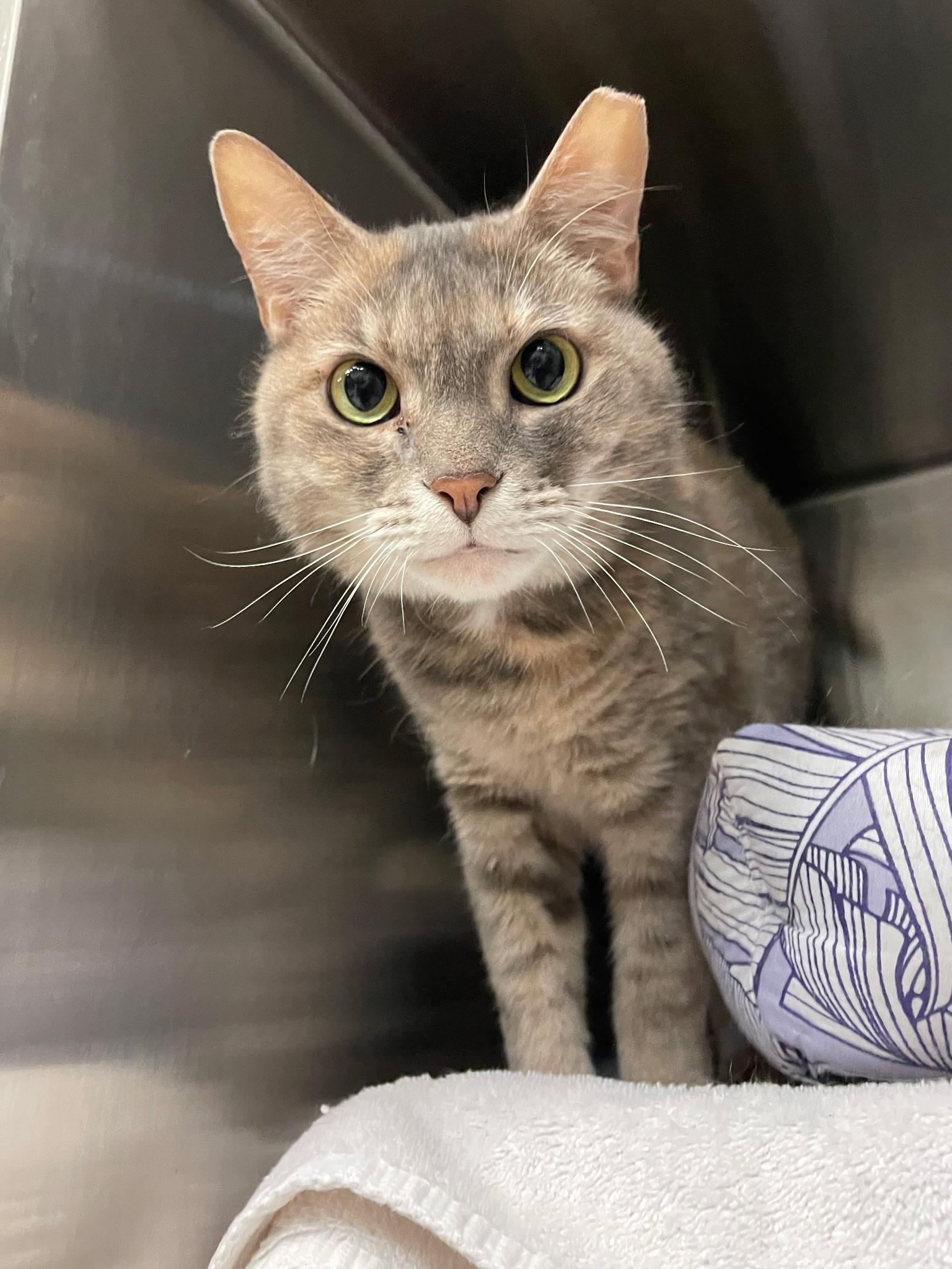 Natalie, a ADOPTABLE Domestic Short Hair in Plymouth, MA image 2/4
