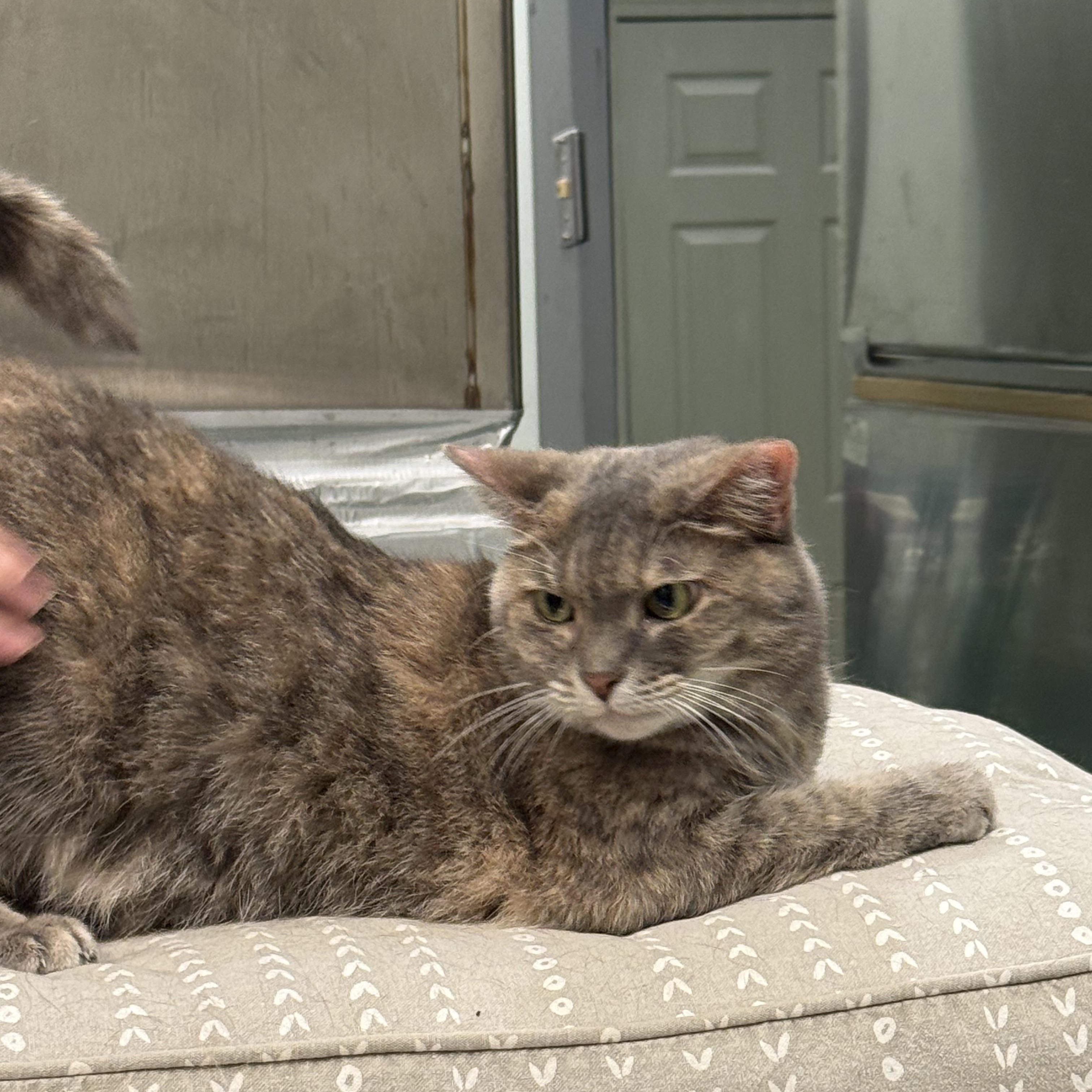 Enlarge Natalie, an adopted Domestic Short Hair in Plymouth, MA image 3/6