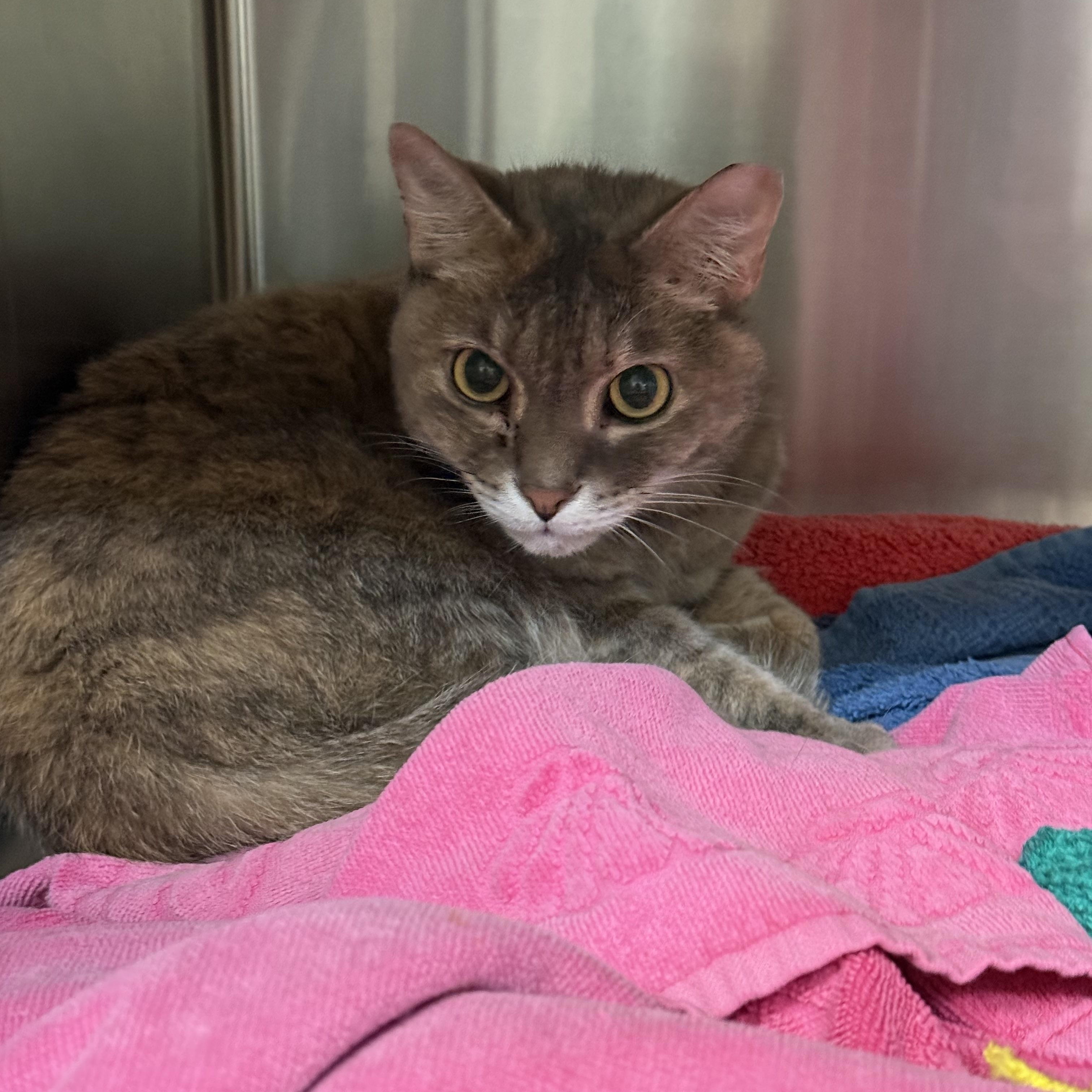 Enlarge Natalie, a ADOPTABLE Domestic Short Hair in Plymouth, MA image 2/2