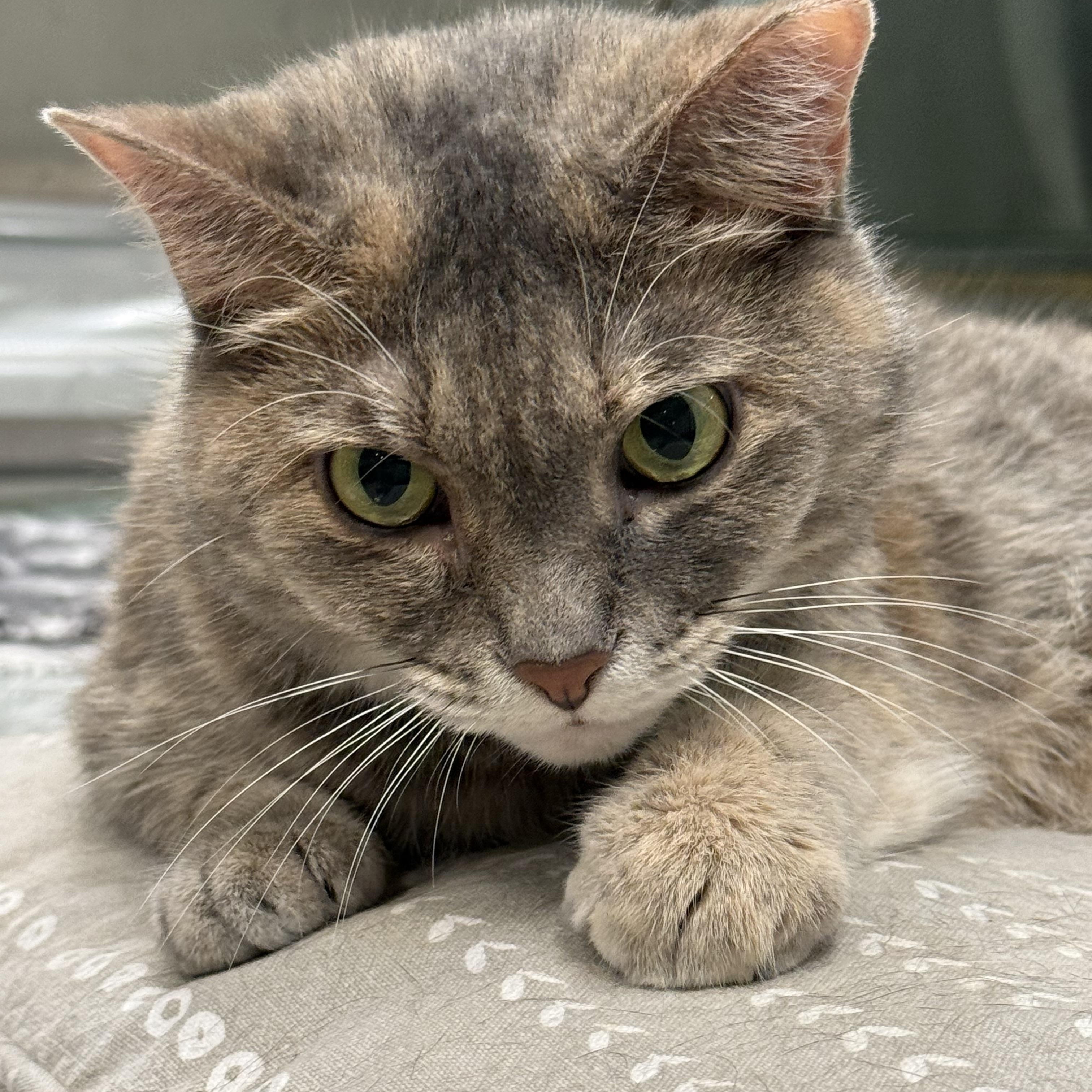 Natalie, adopted, Adult Female Domestic Short Hair.