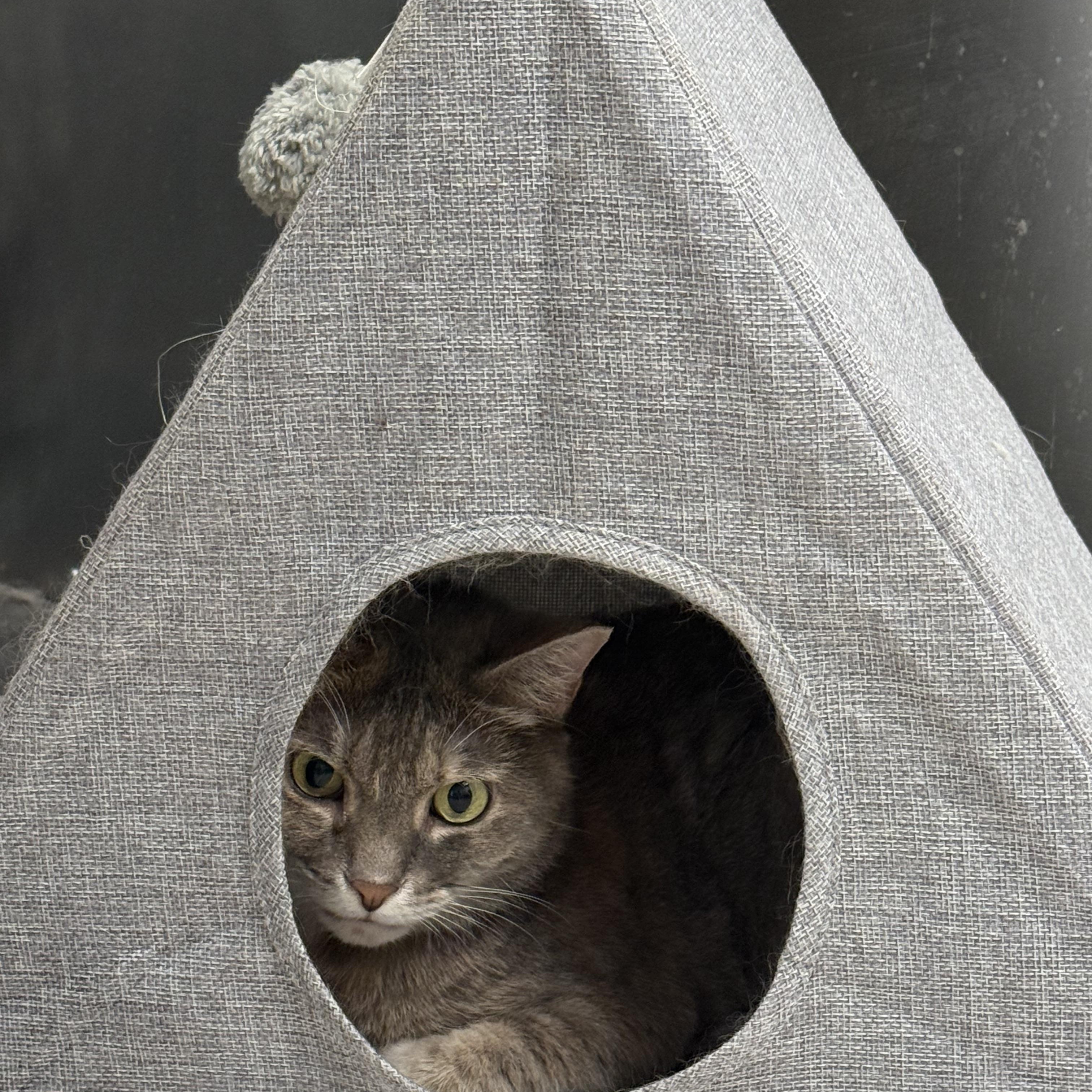 Natalie, ADOPTABLE, Adult Female Domestic Short Hair.