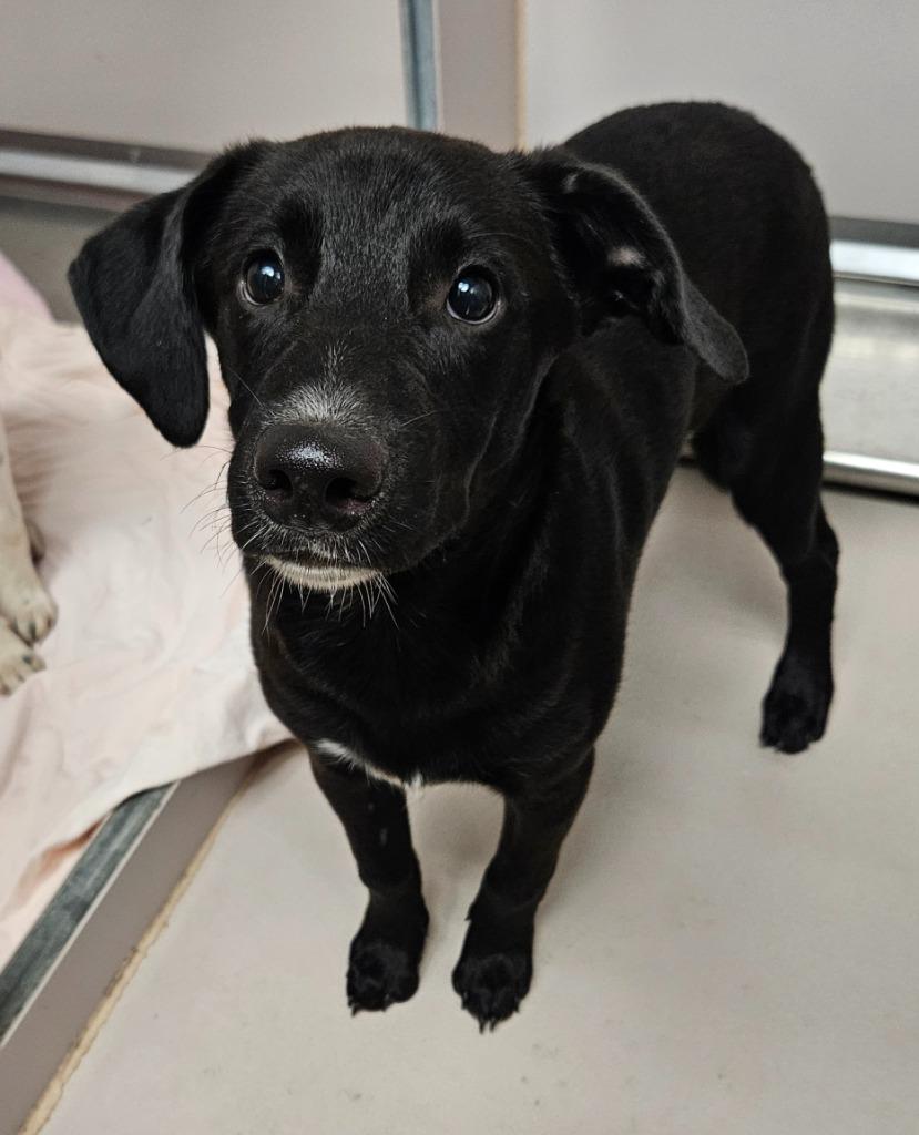 Enlarge Brick, a Adoptable mixed breed in Sherwood, AR image 1/1