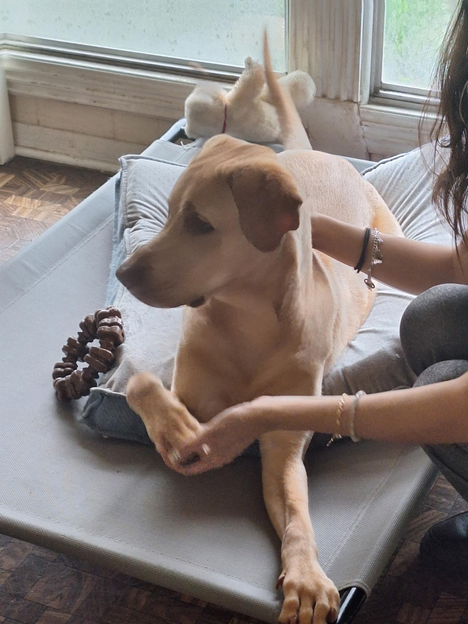 Enlarge Honey, a Adopted mixed breed in Houston, TX image 3/6