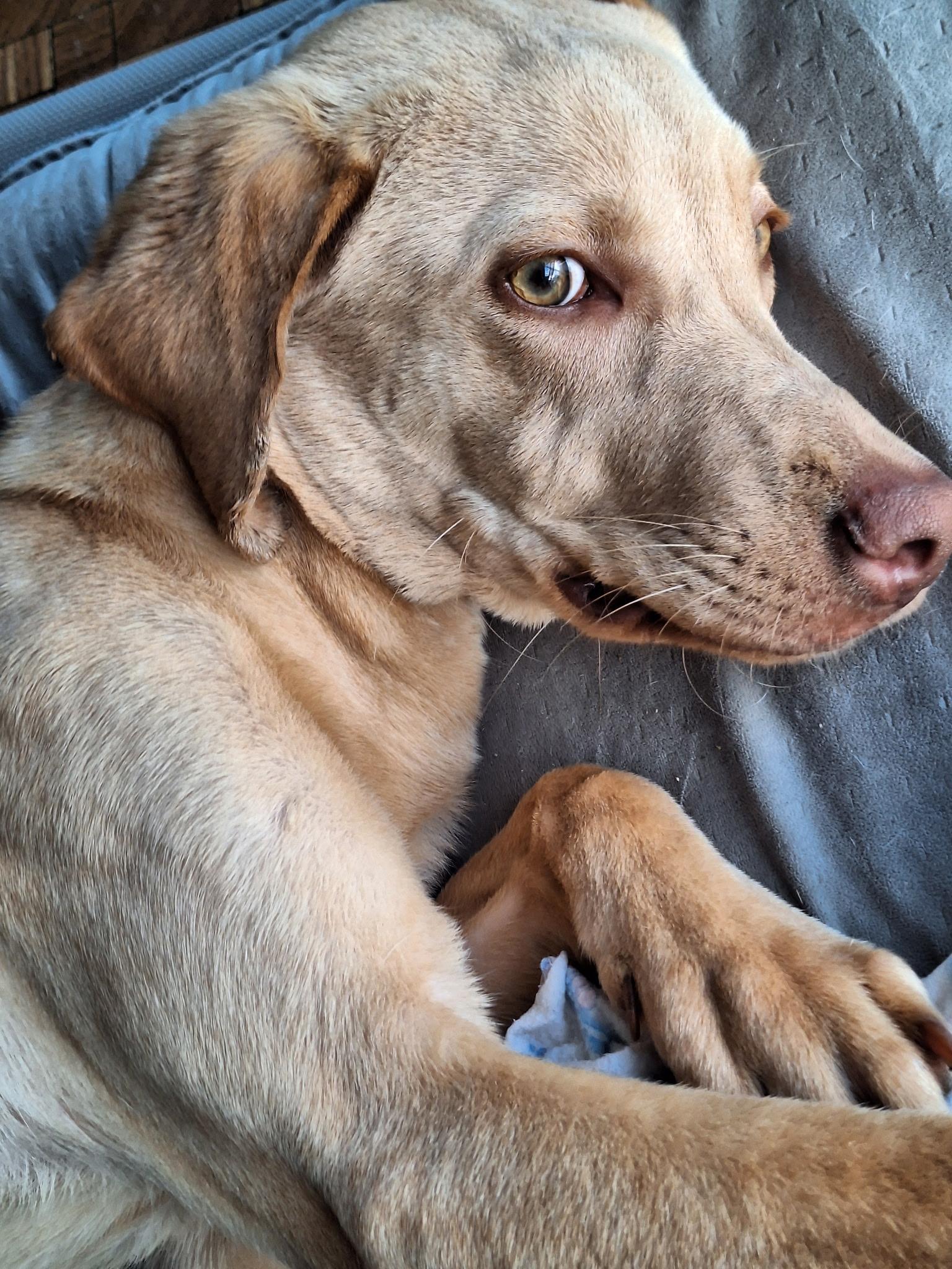 Enlarge Honey, a Adopted mixed breed in Houston, TX image 6/6