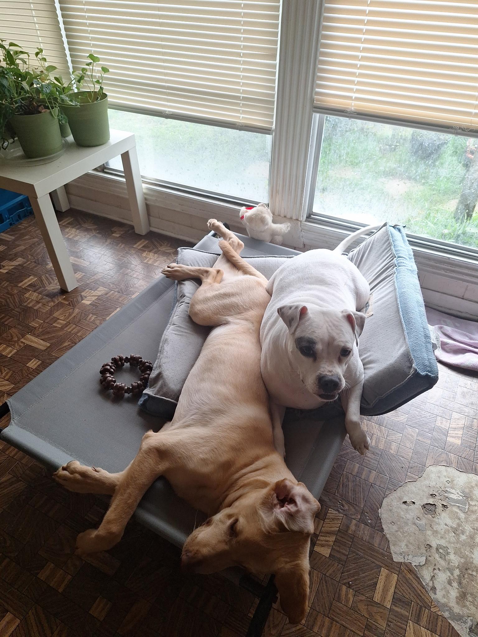 Enlarge Honey, a Adopted mixed breed in Houston, TX image 4/6