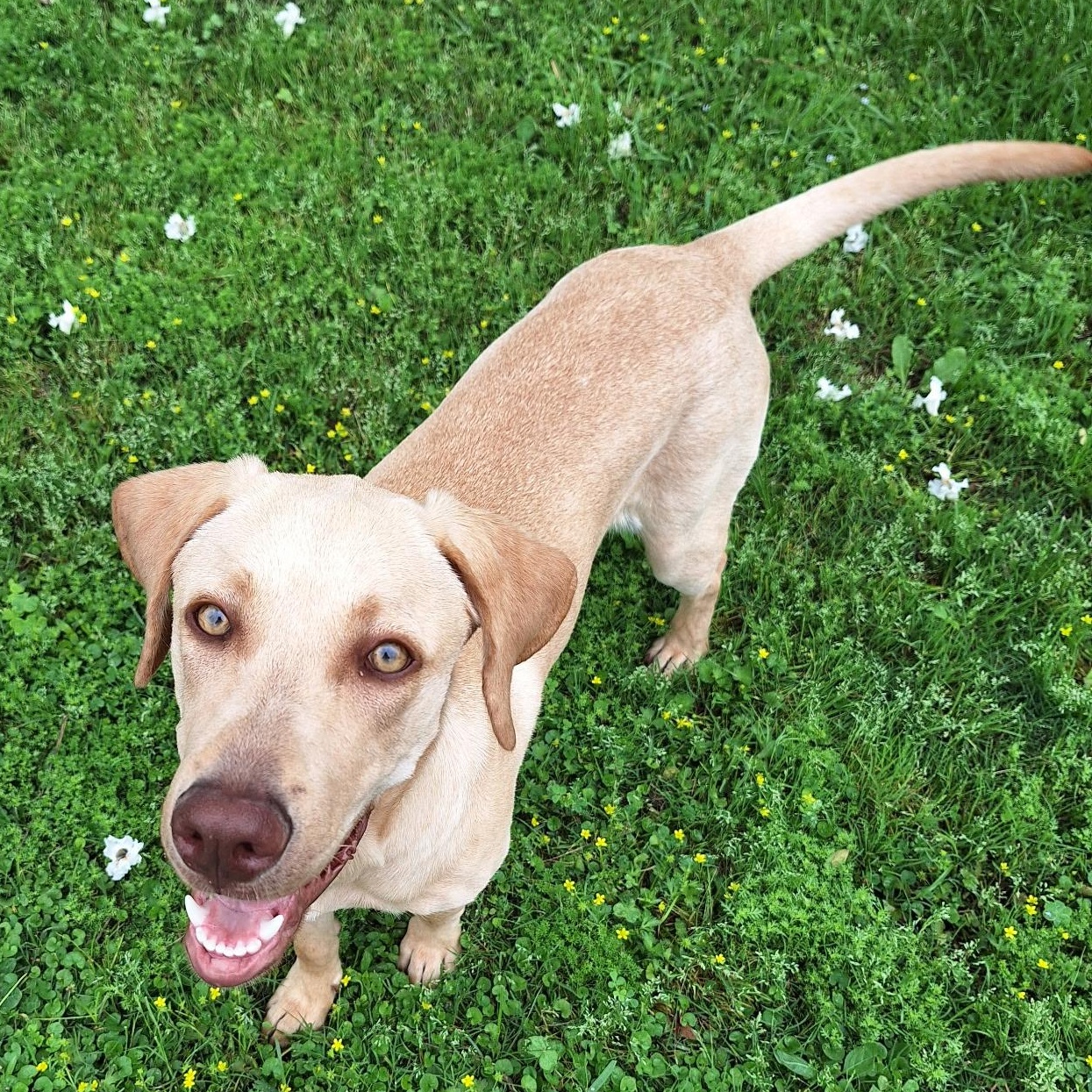 Enlarge Honey, a Adopted mixed breed in Houston, TX image 1/6