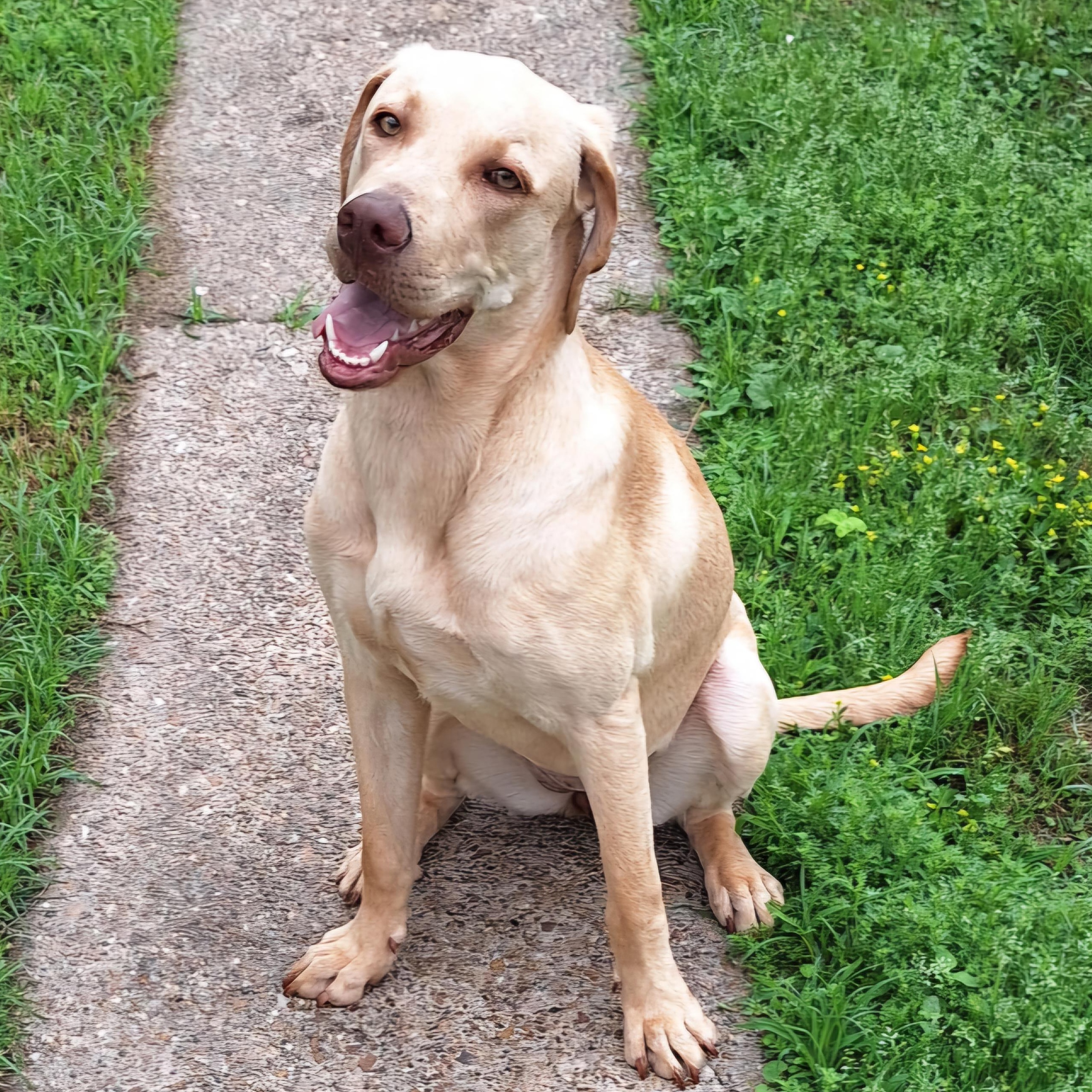 Enlarge Honey, a Adopted mixed breed in Houston, TX image 2/6