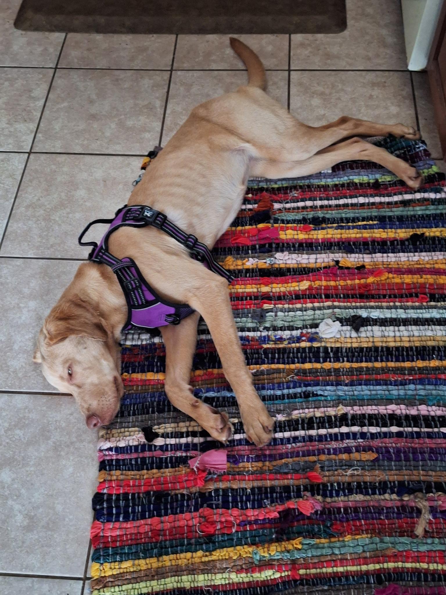 Enlarge Honey, a Adopted mixed breed in Houston, TX image 5/6