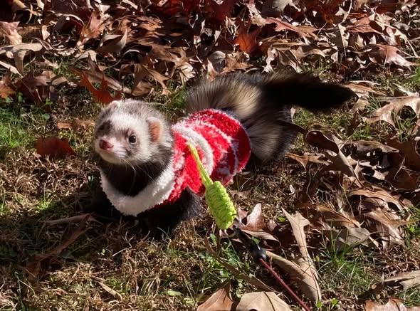Nibbler, ADOPTABLE, Adult Male Ferret.