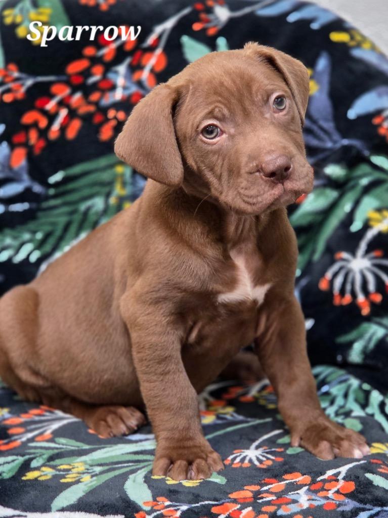 Sparrow, Adoptable, Puppy Male Labrador Retriever & Spaniel.