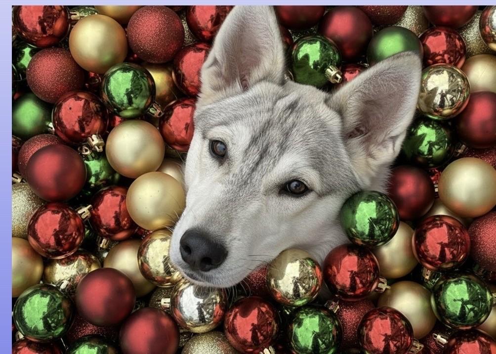 CALEB, Adoptable, Young Male Husky.