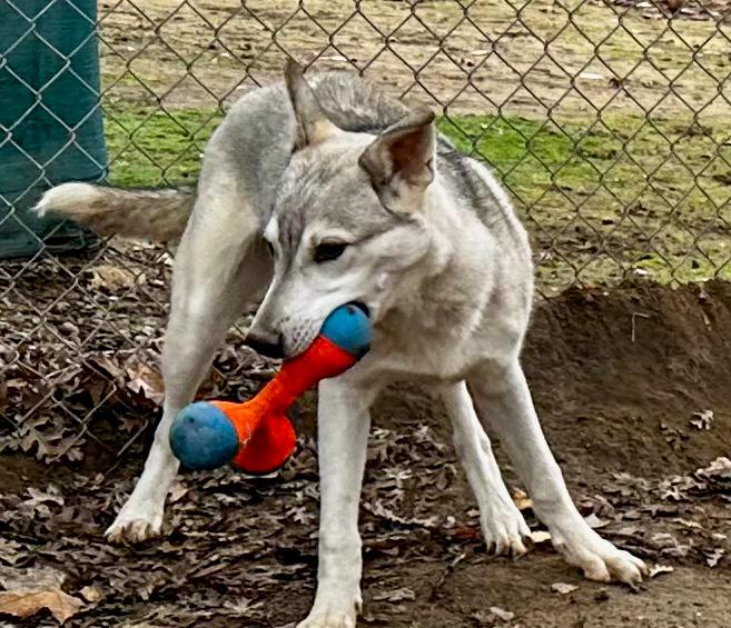Enlarge CALEB, a Adoptable mixed breed in Fresno, CA image 6/6