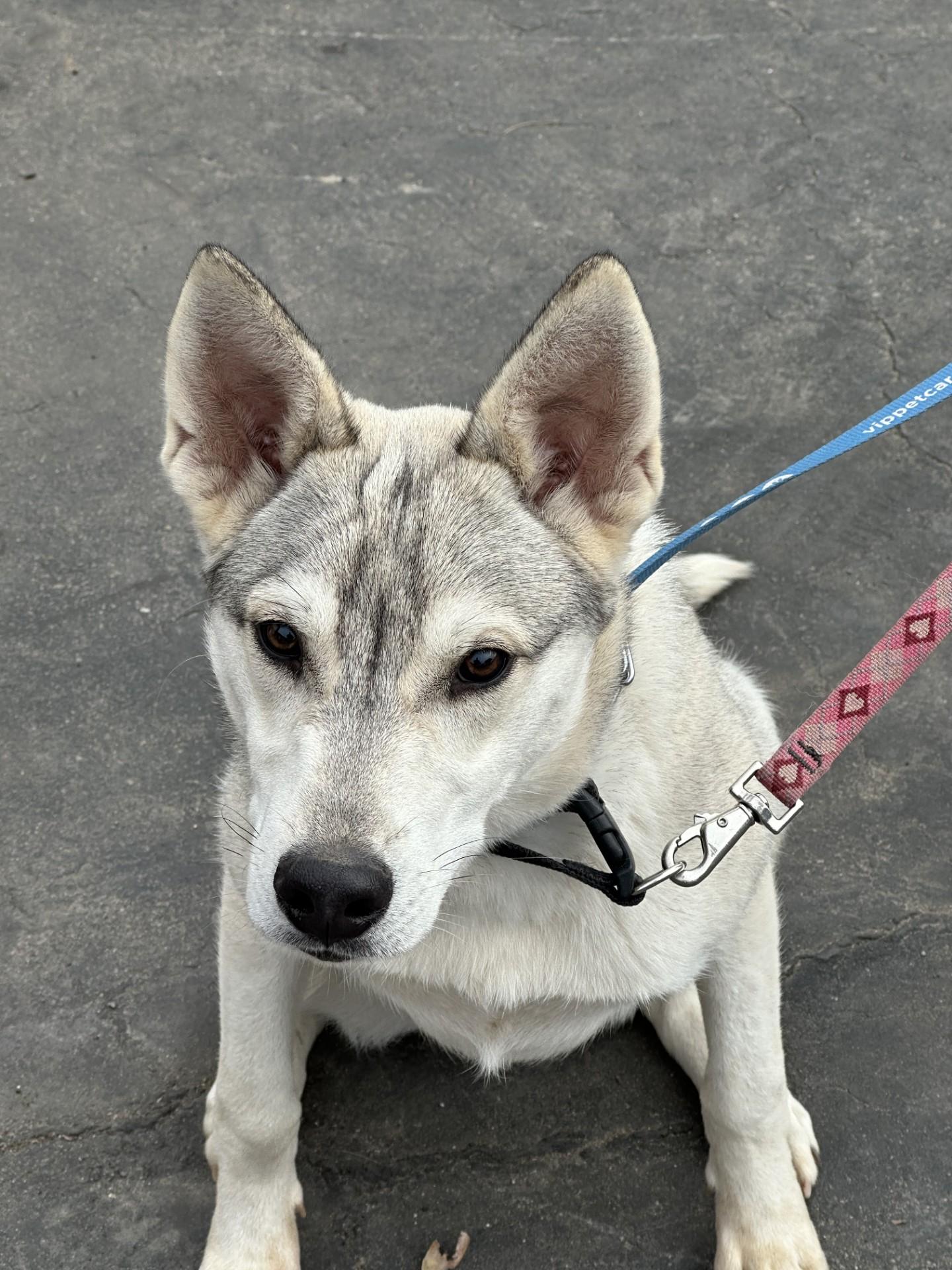 Enlarge CALEB, a Adoptable mixed breed in Fresno, CA image 3/6