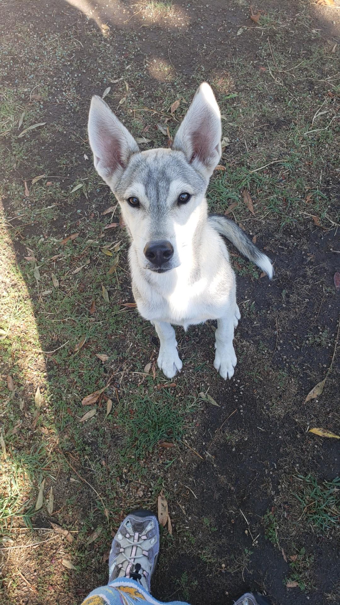 Enlarge CALEB, a Adoptable mixed breed in Fresno, CA image 1/1