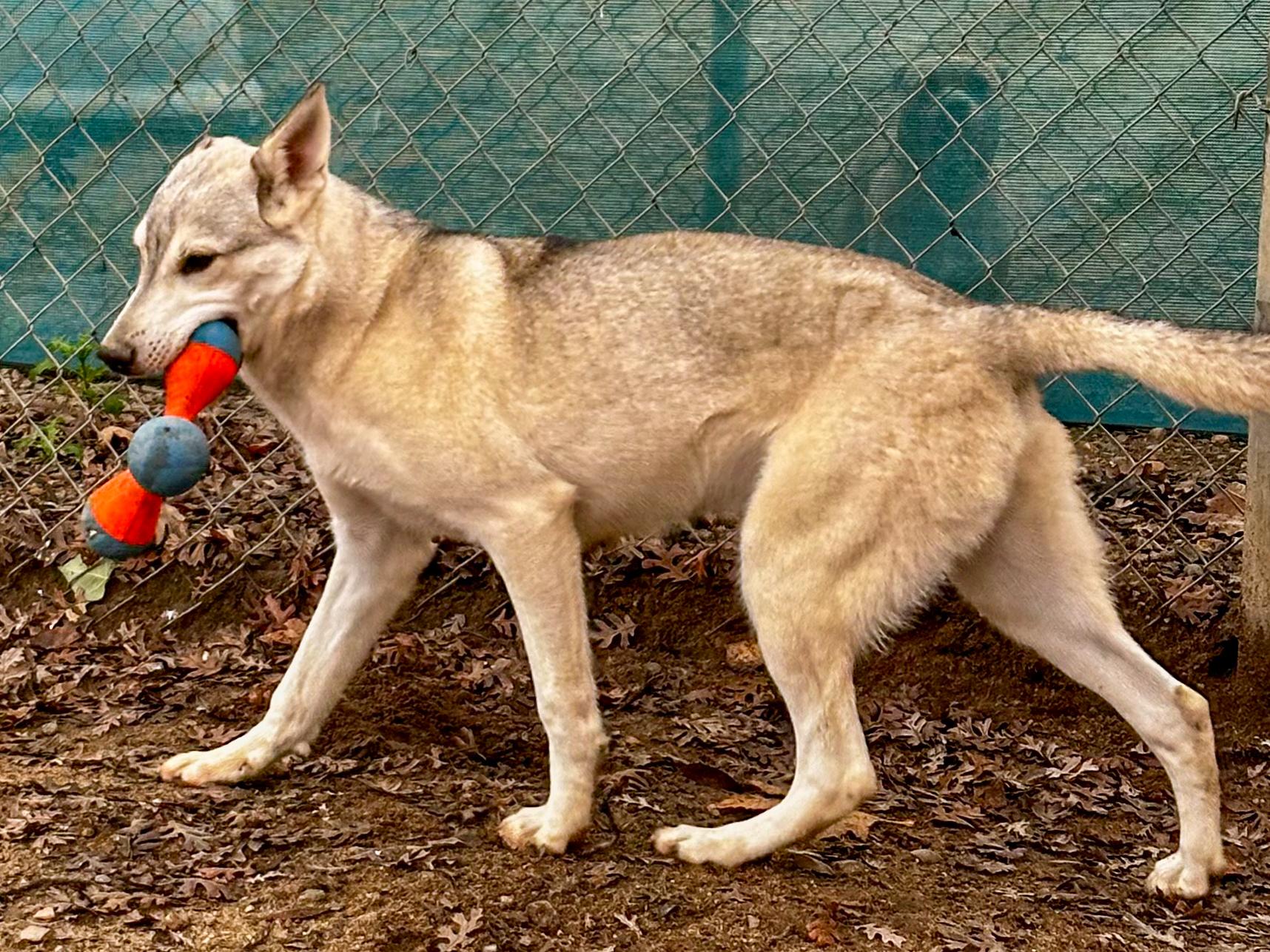 Enlarge CALEB, a Adoptable mixed breed in Fresno, CA image 5/6