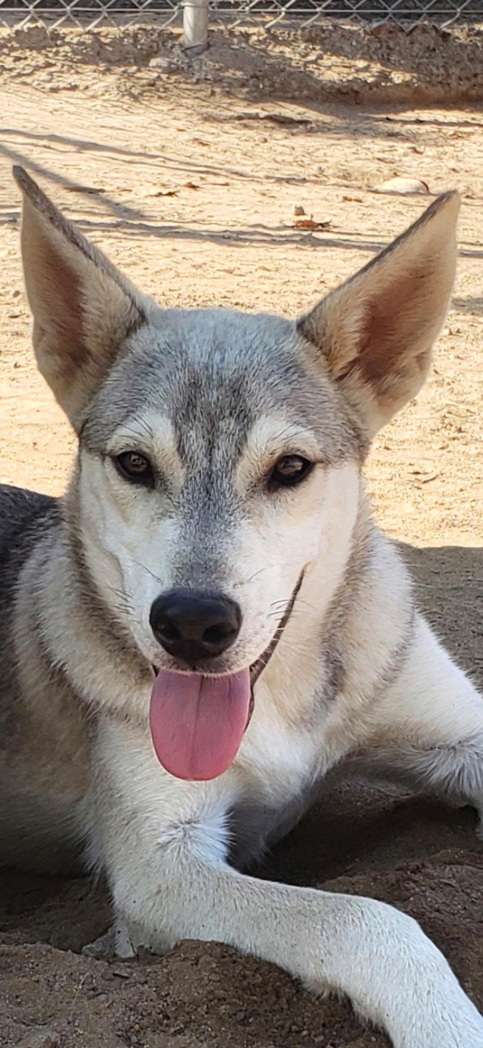 Enlarge CALEB, a Adoptable mixed breed in Fresno, CA image 2/6