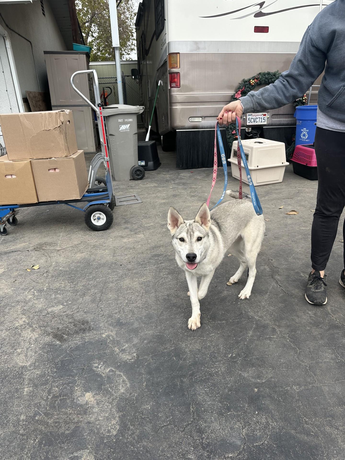 Enlarge CALEB, a Adoptable mixed breed in Fresno, CA image 4/6